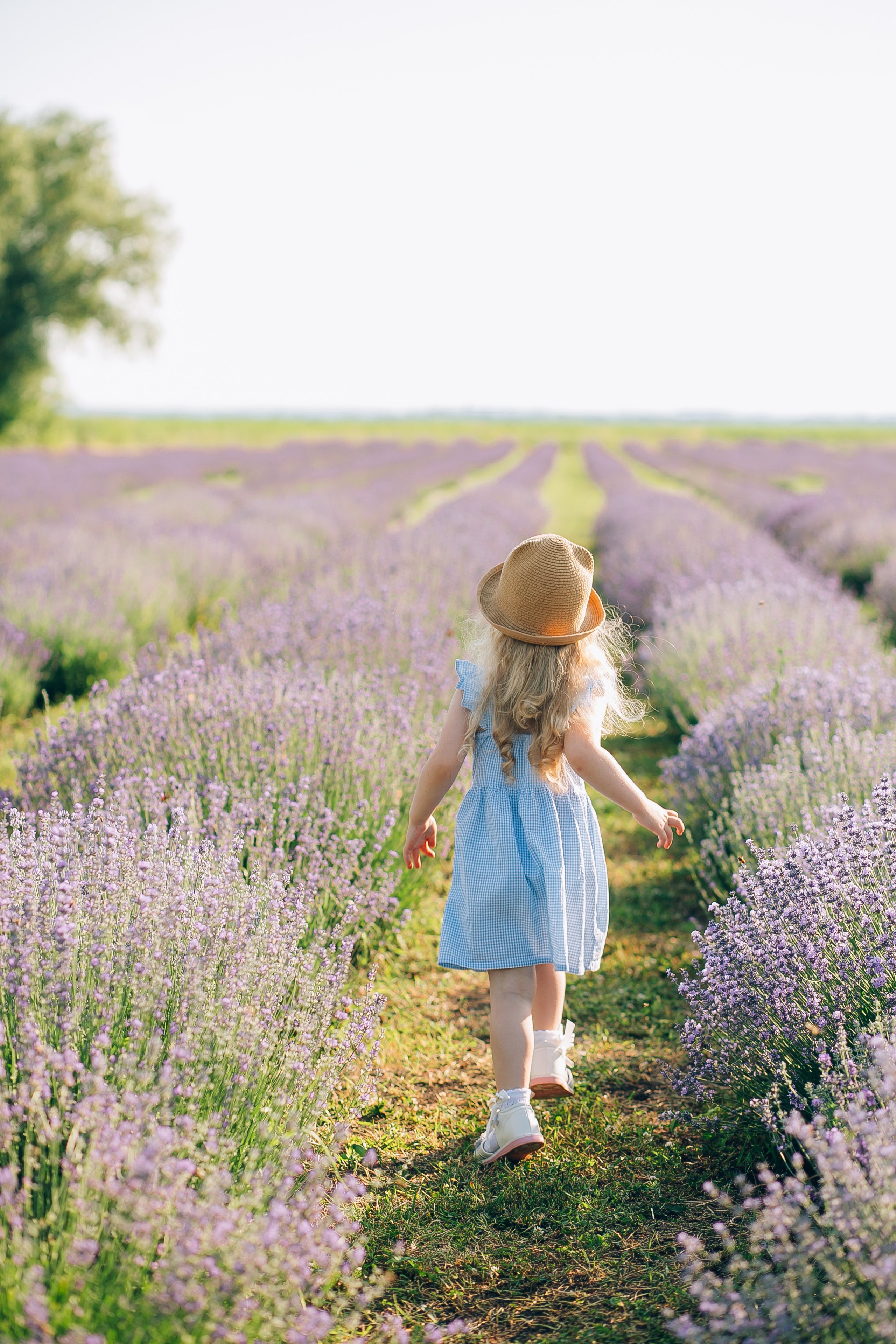 Лавандовое поле. Свадебный и семейный фотограф Волкова Маргарита