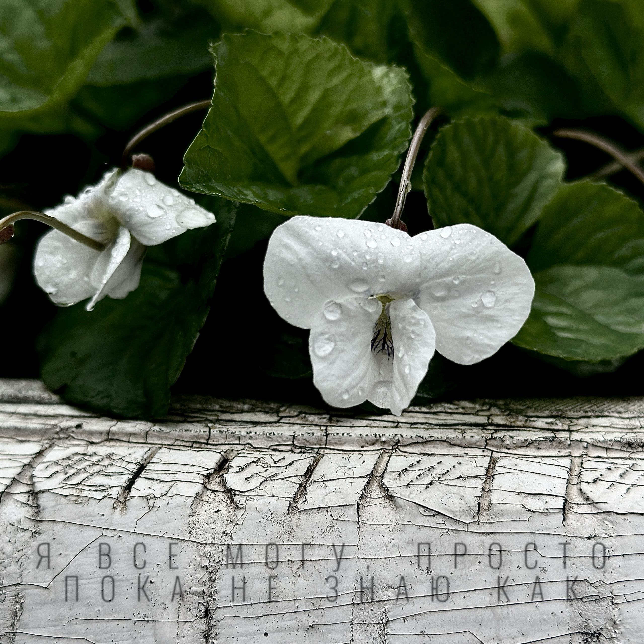 Макро любовь. Смотри, красота!