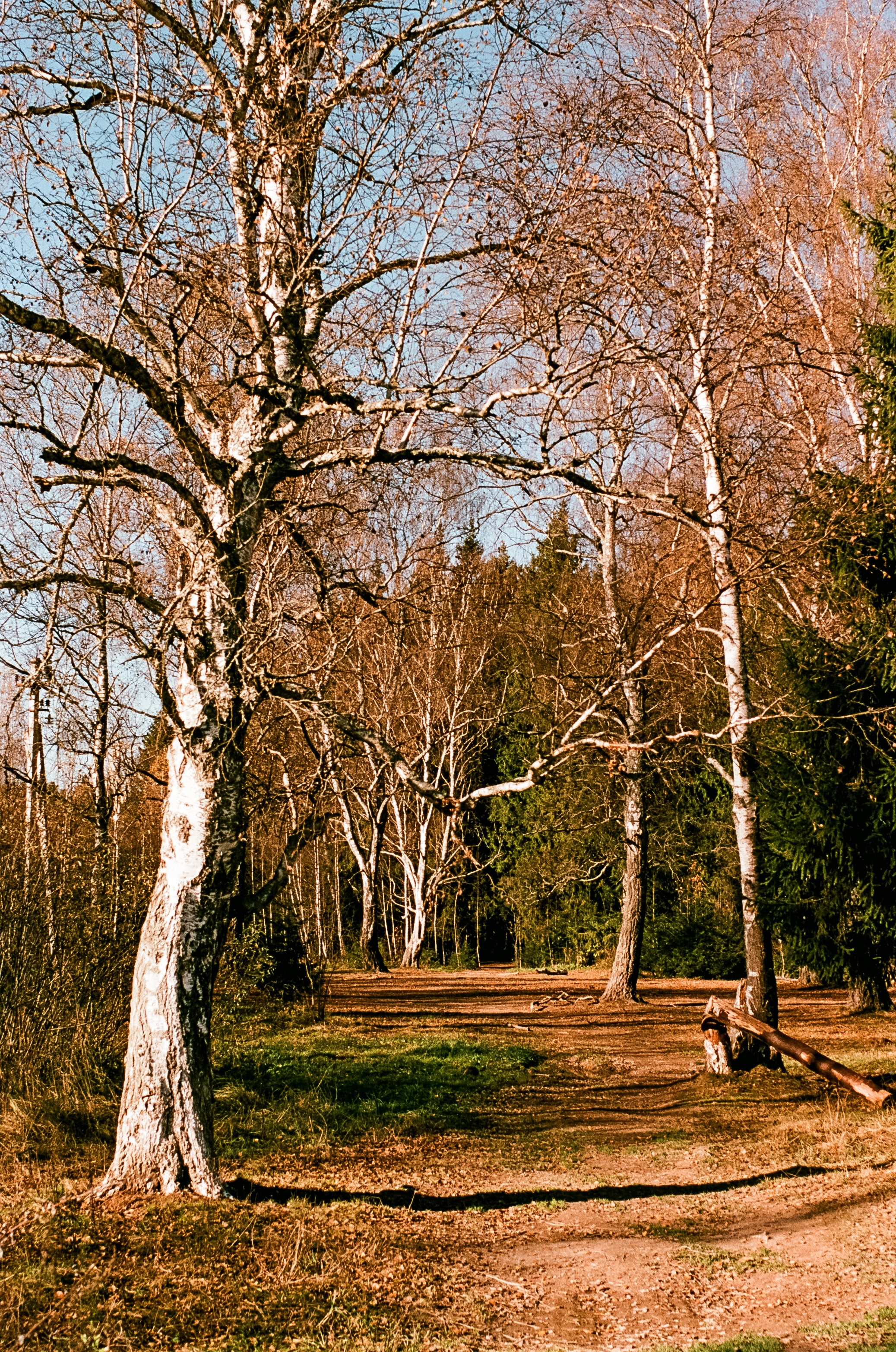 Nikon F100 — Mamiya (645) Sekor C 45 mm f2.8 и Macro 80 mm f/4