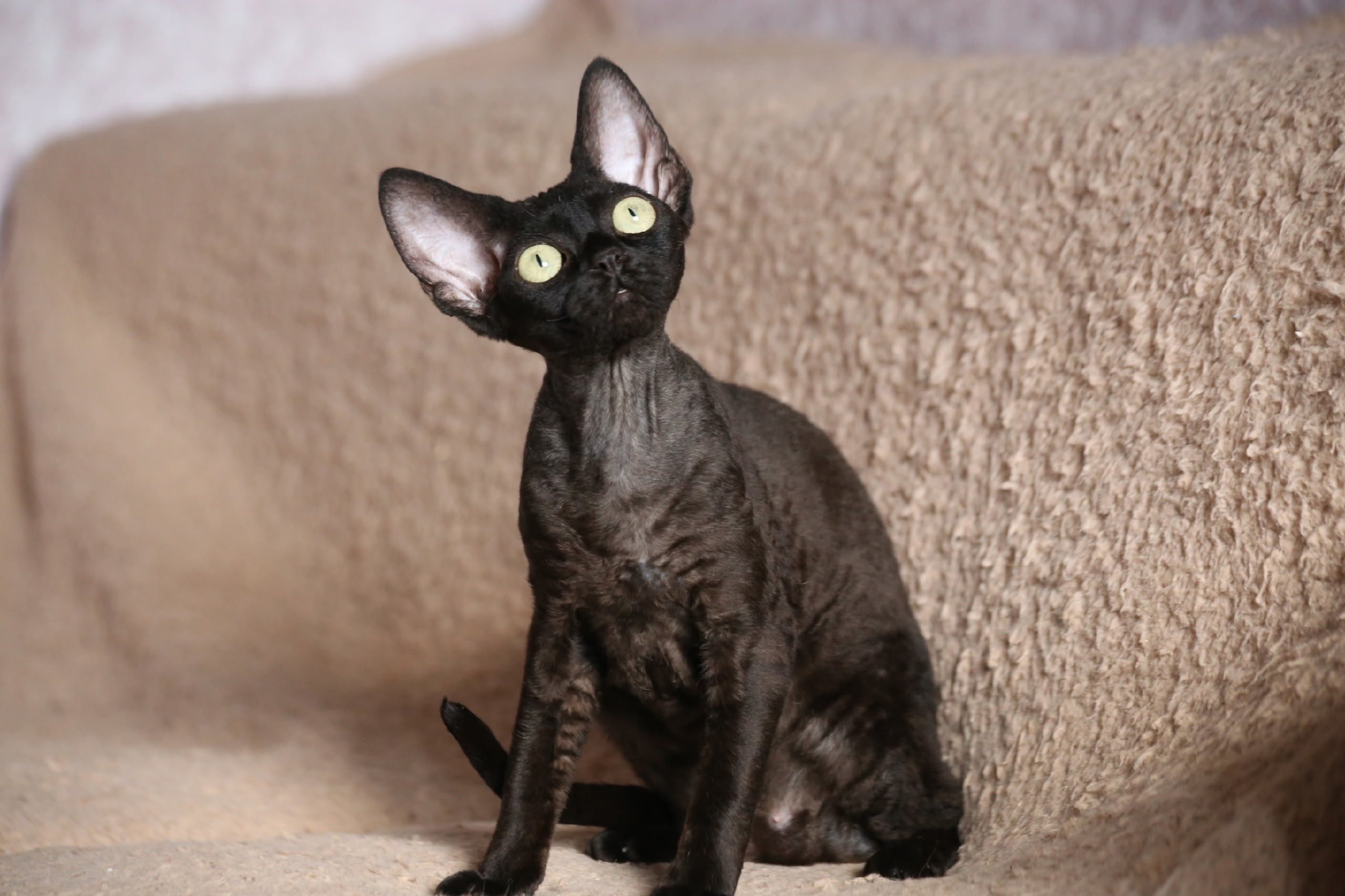 Выпускники. Nevskiy Favorite — питомник девон-рексов в Санкт-Петербурге. Здоровые, ласковые и редкие котята