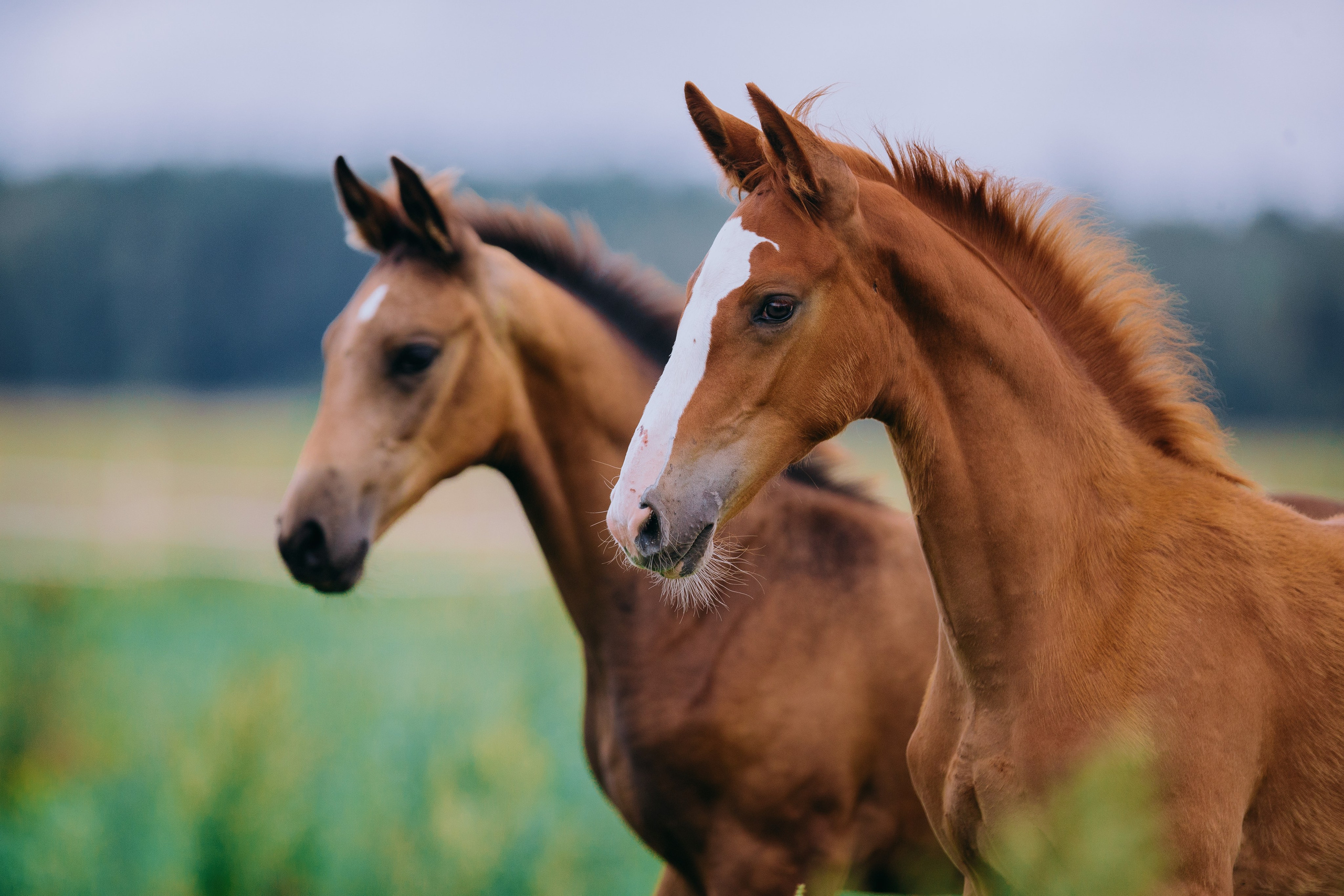 На природе. Фотограф-анималист Ксендзова Кристина