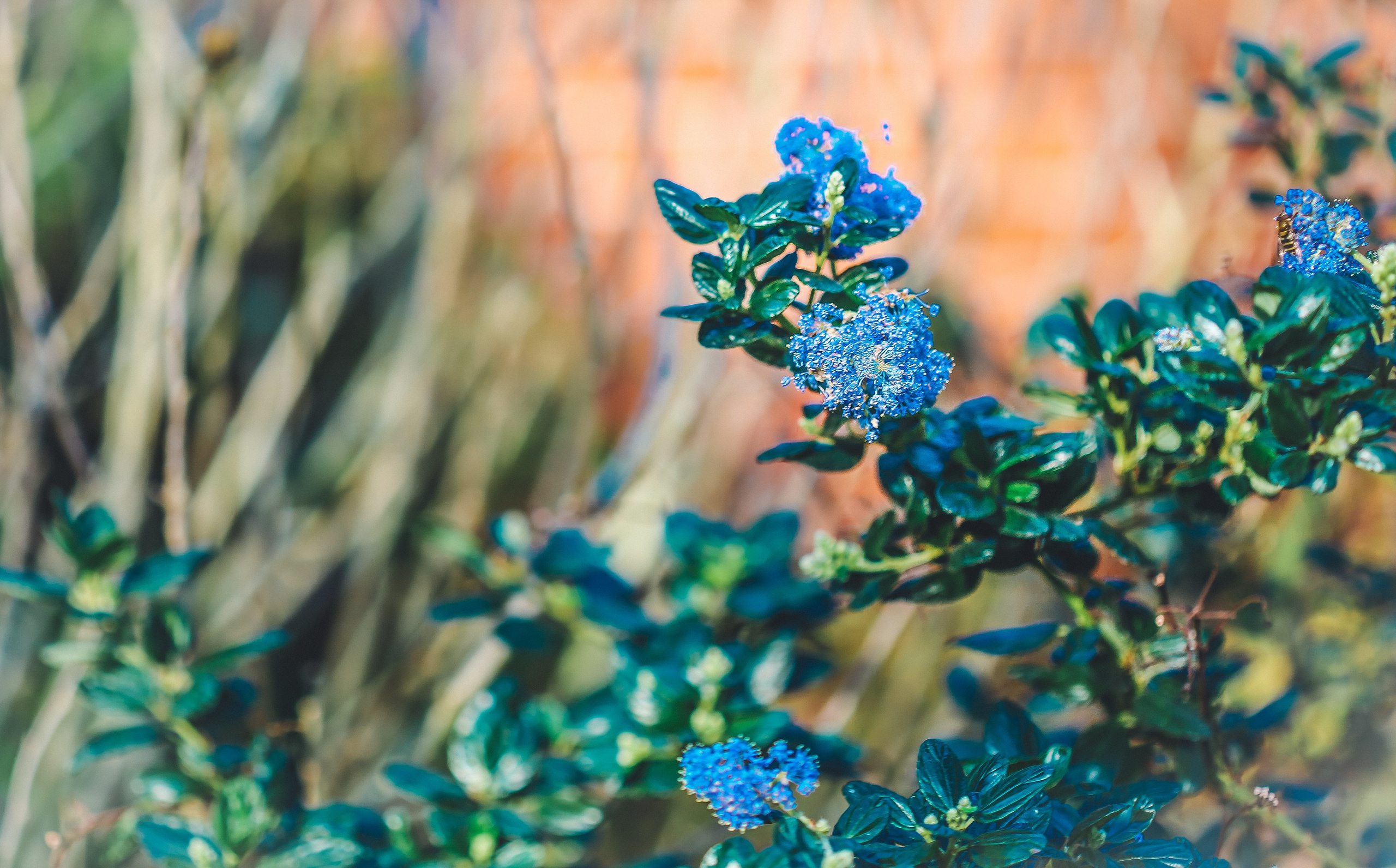Англия: Лондон цветущий. Дарья Письменюк / Darya Leitstern — фотограф, музыкант, журналист, путешественник
