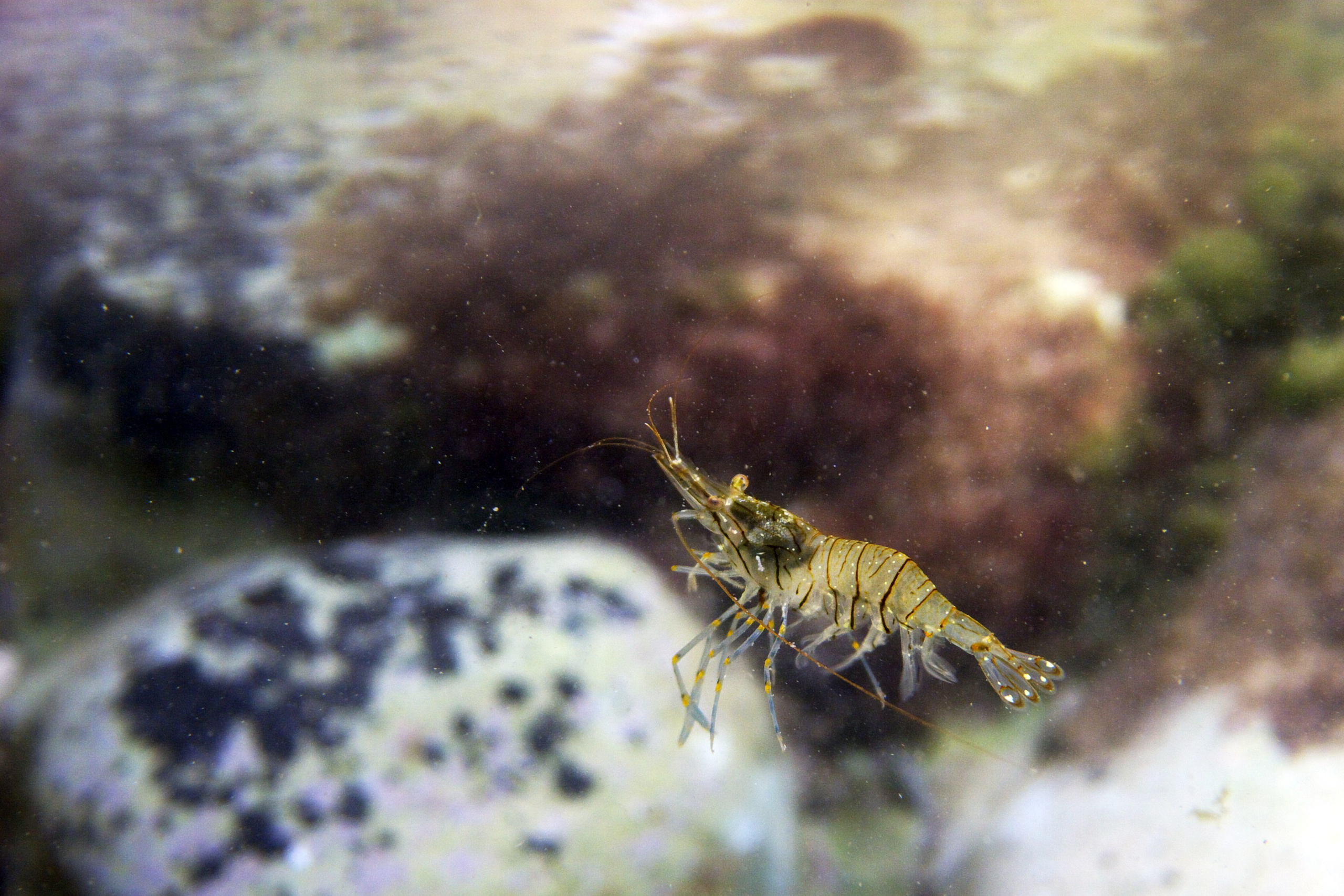 Под водой. Миша Печёнкин | фотография