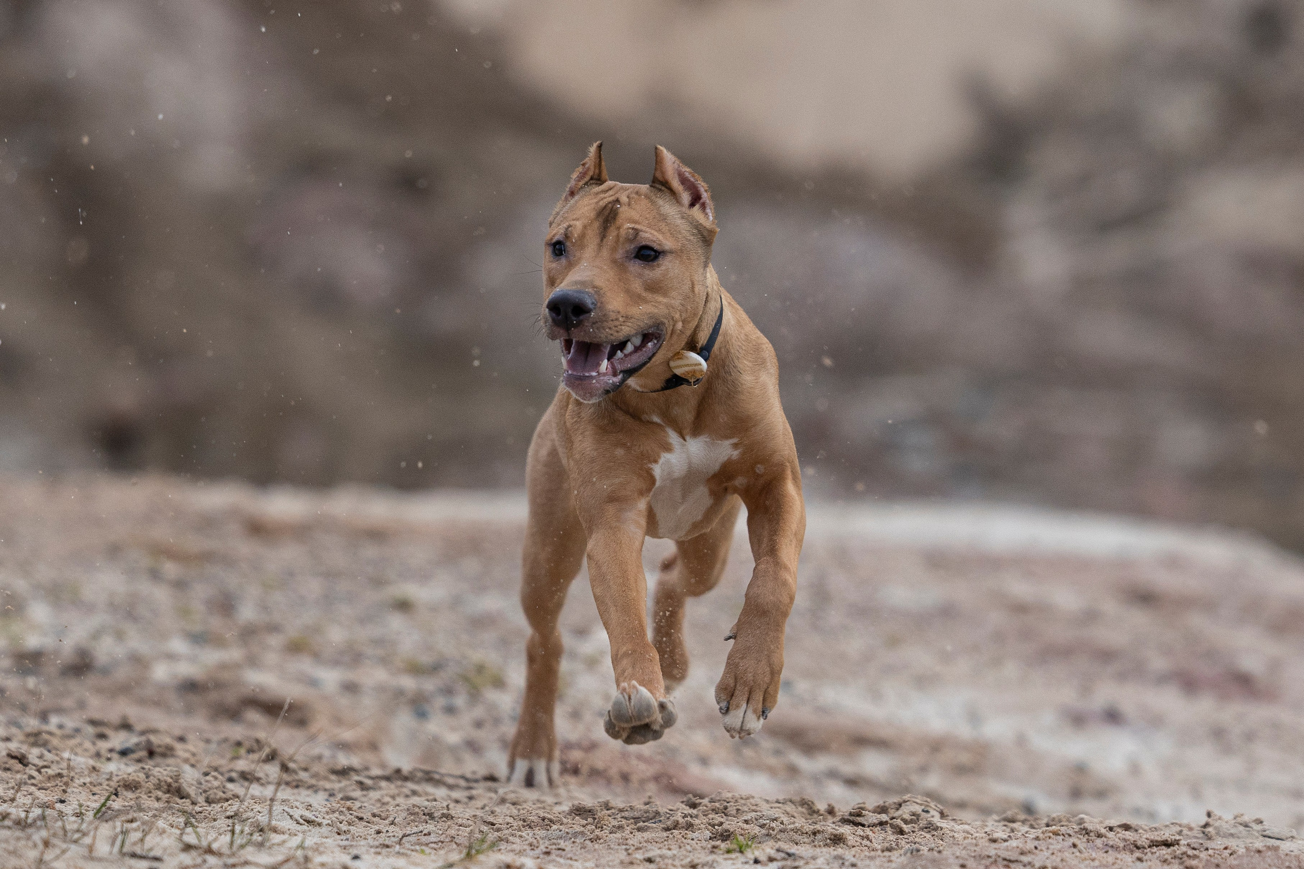 Лужские Мальдивы. Фотограф-анималист Анна Маринич