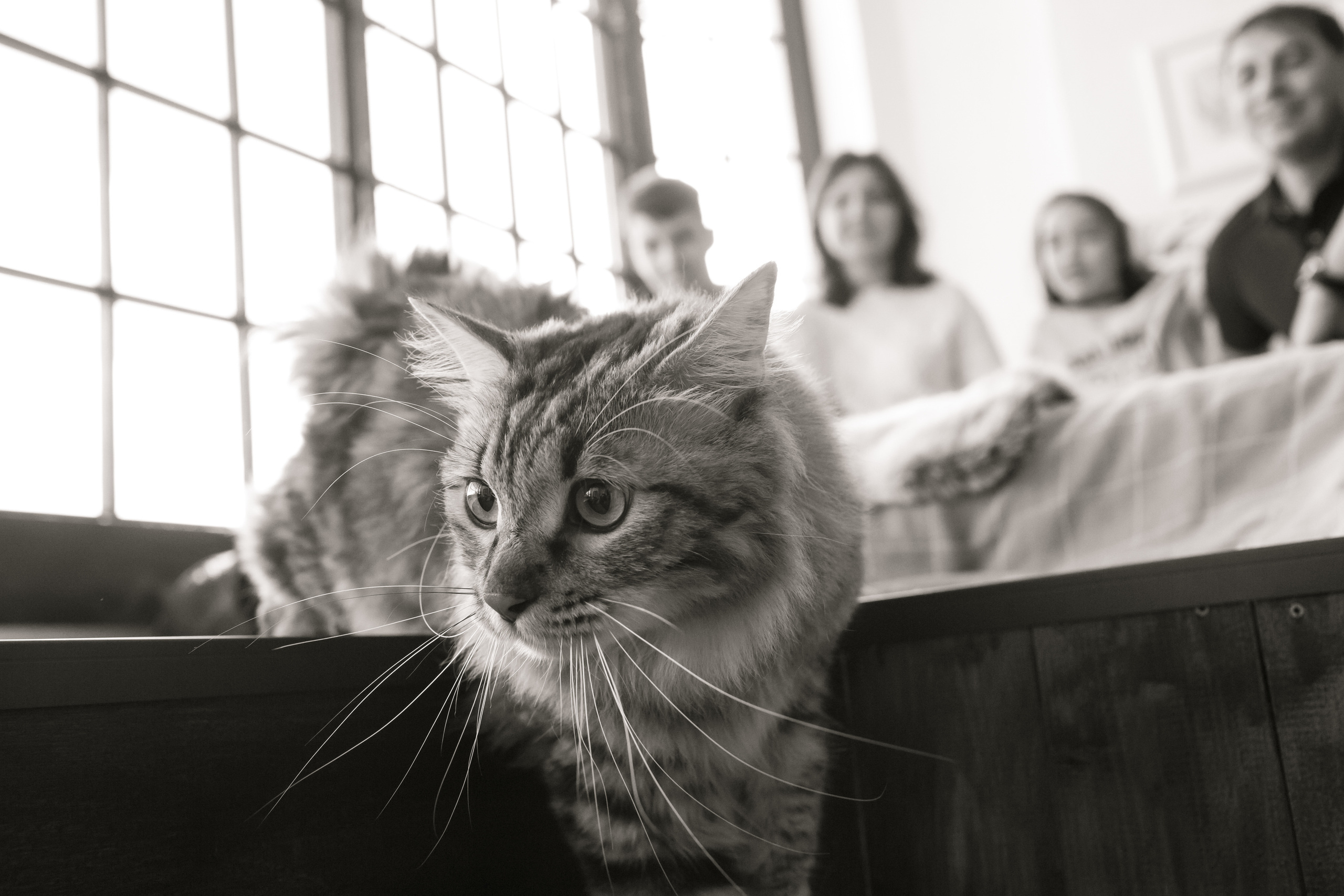 Семейная фотосессия. Свадебный и репортажный фотограф (Москва, Королев и другие)