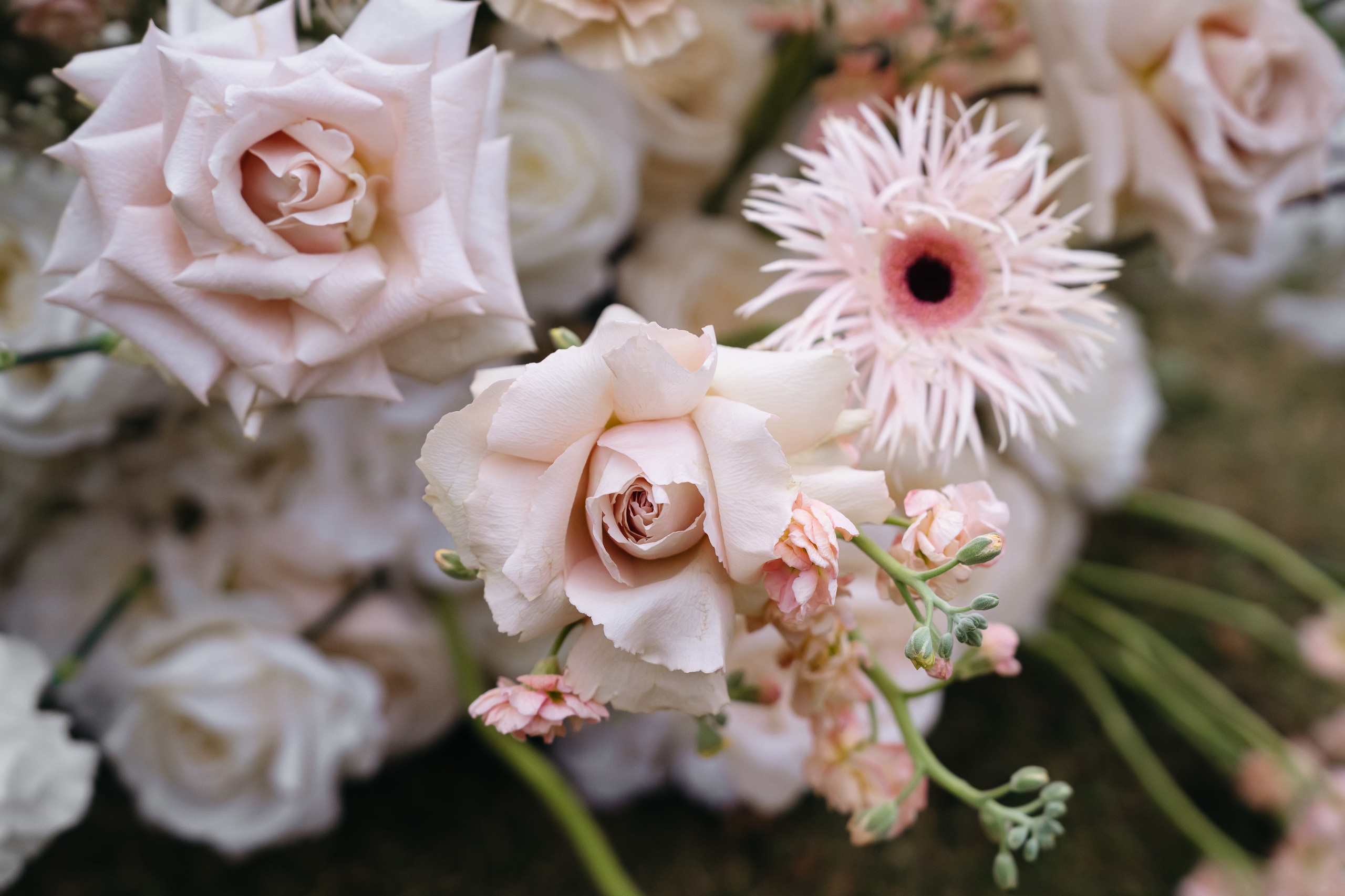 Карен и Сэда. Свадебный фотограф Красноярск Вязьминова Мария