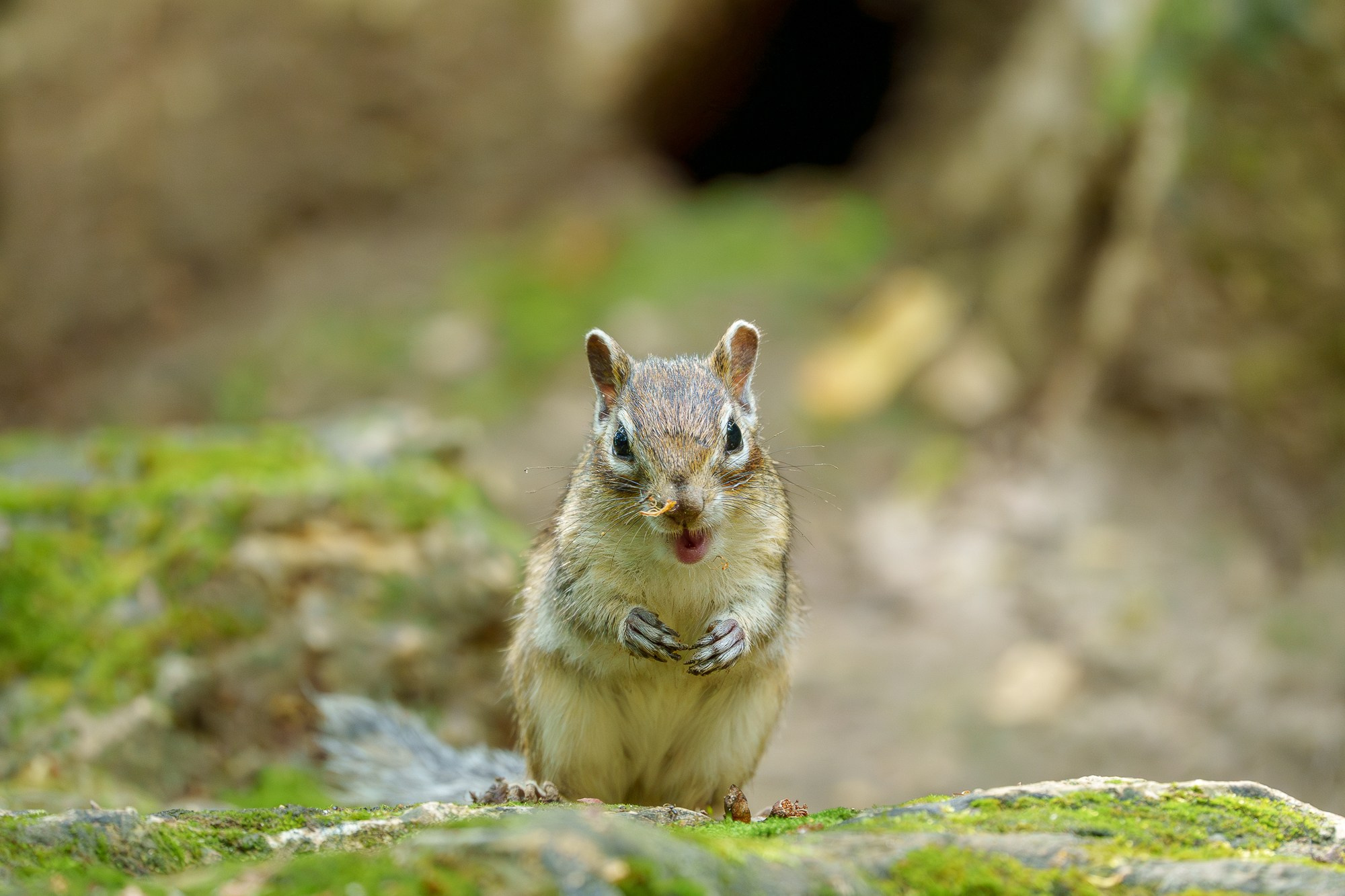 Животные. Ваш личный фотограф Марина Волкова
