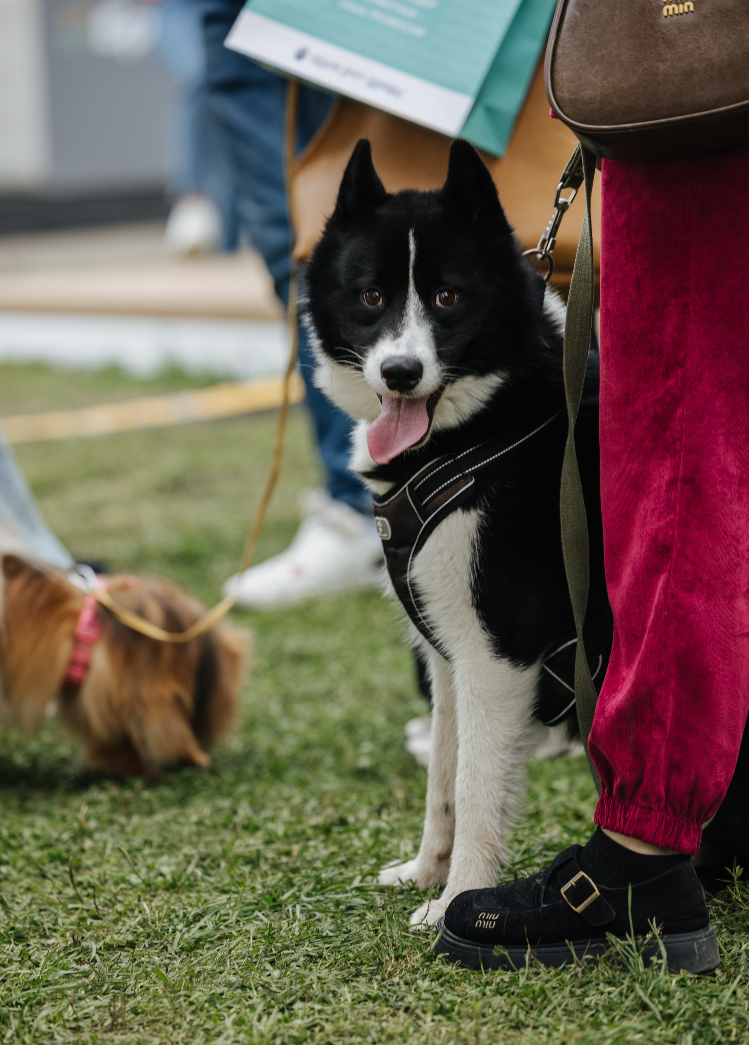 Хвостатый репортаж. Аксана Лисовская фотограф в Москве. Фотографии с характером