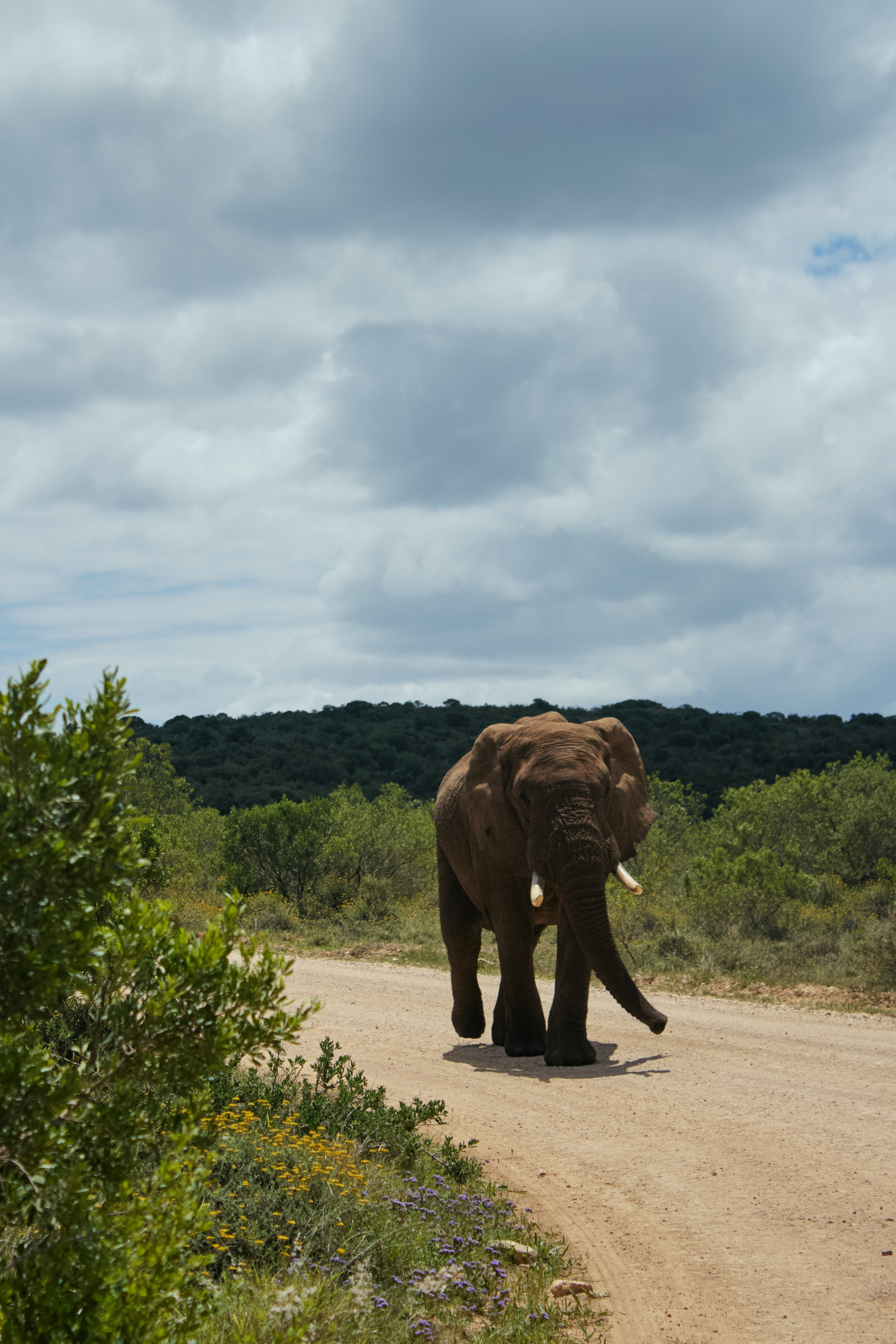ЮАР. Профессиональный Фотограф во Владимире, в Москве и в Суздале — Полина Романычева