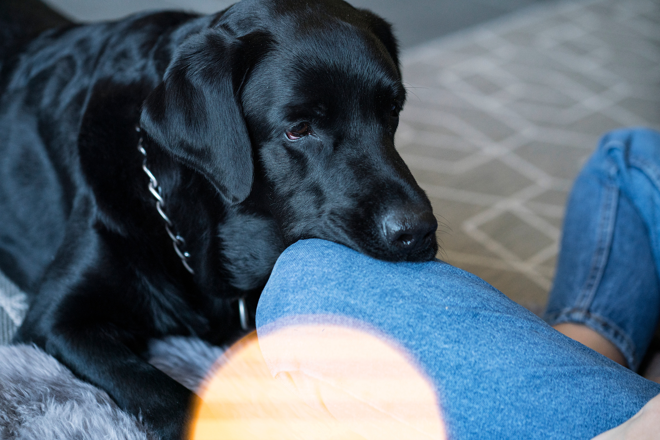Семейная новогодняя съемка Света, Саша, Тоня, Гордей и Бруно. Фотограф, эмпат, телесный терапевт в Москве Ольга Трушина