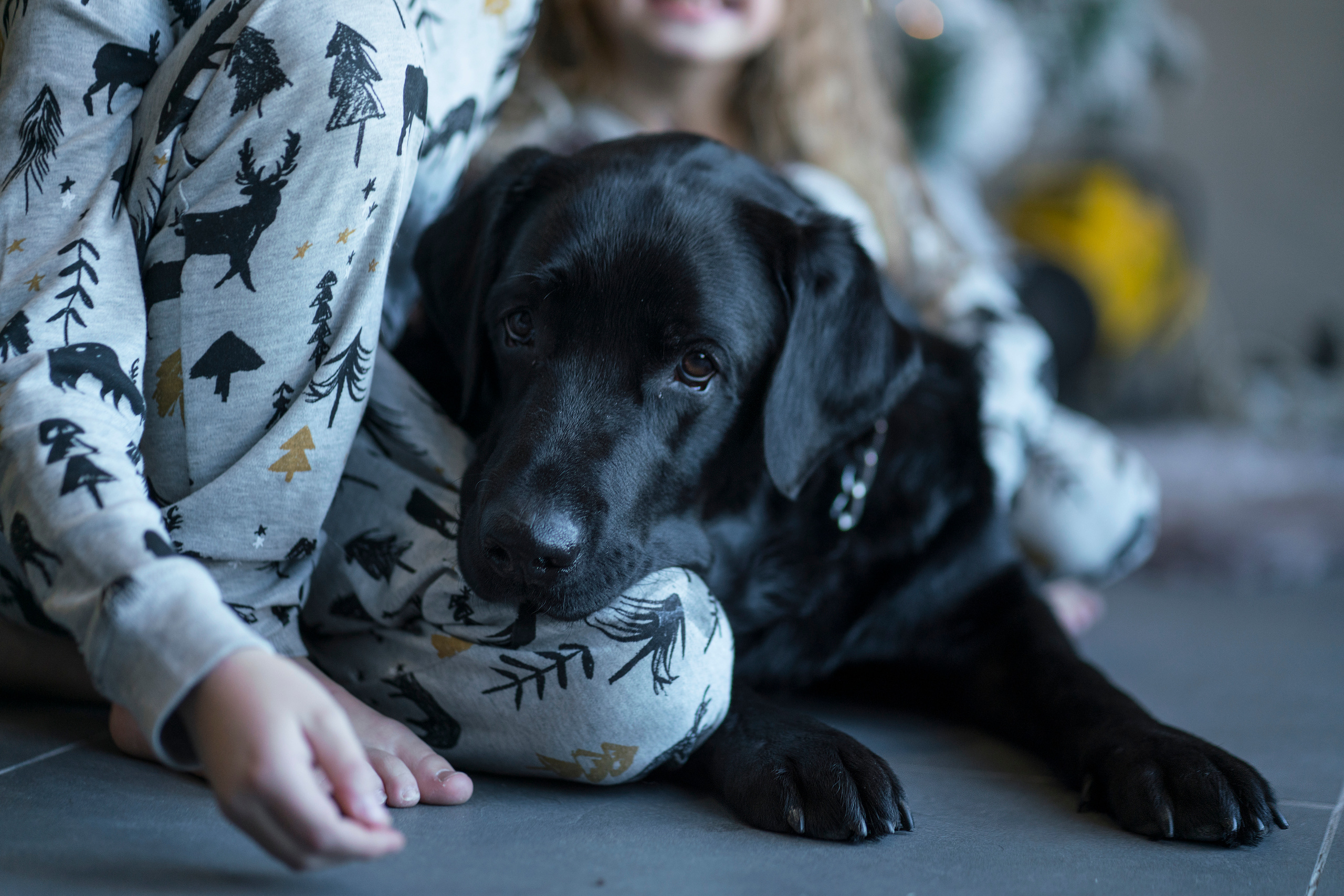 Семейная новогодняя съемка Света, Саша, Тоня, Гордей и Бруно. Фотограф, эмпат, телесный терапевт в Москве Ольга Трушина