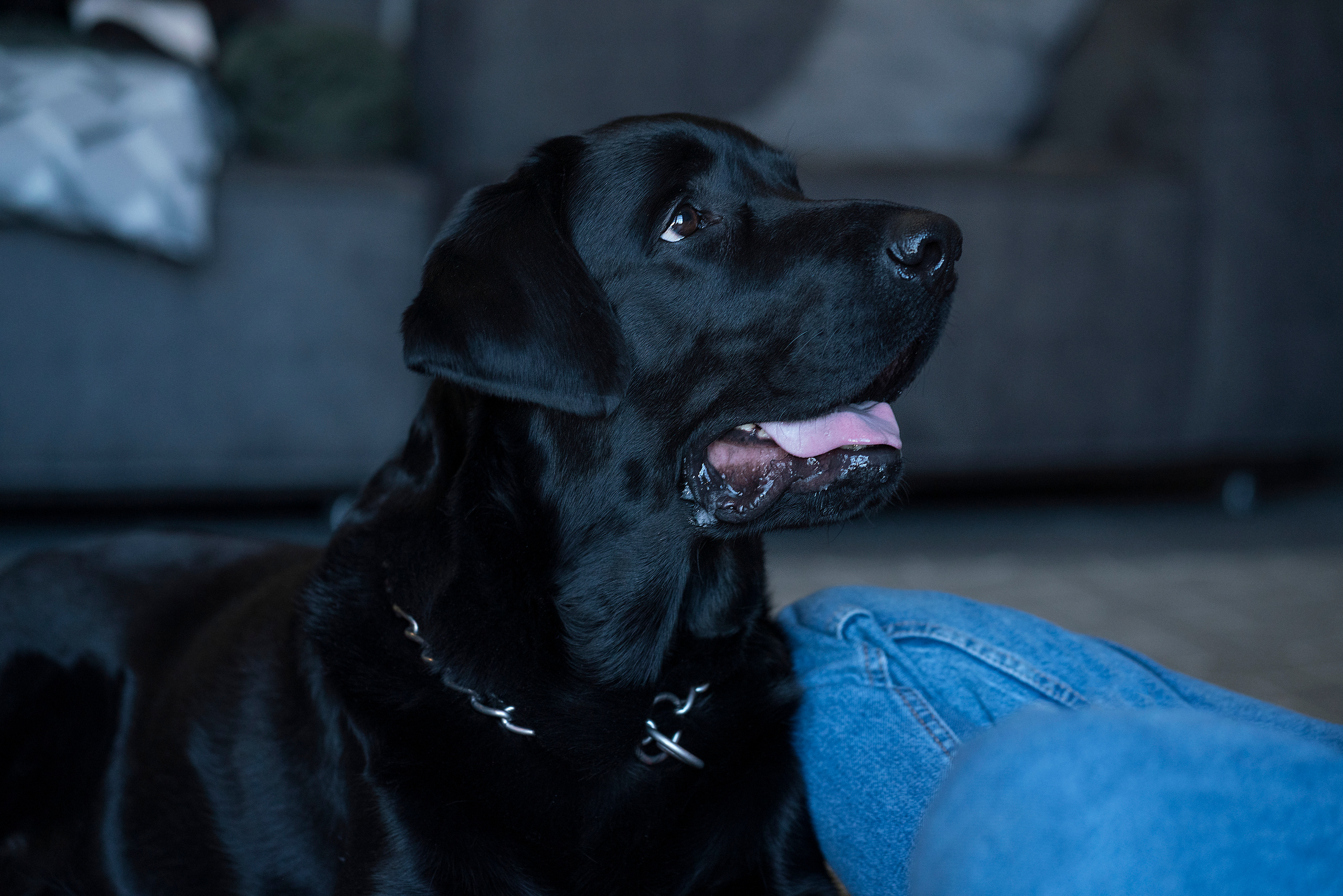 Семейная новогодняя съемка Света, Саша, Тоня, Гордей и Бруно. Фотограф, эмпат, телесный терапевт в Москве Ольга Трушина