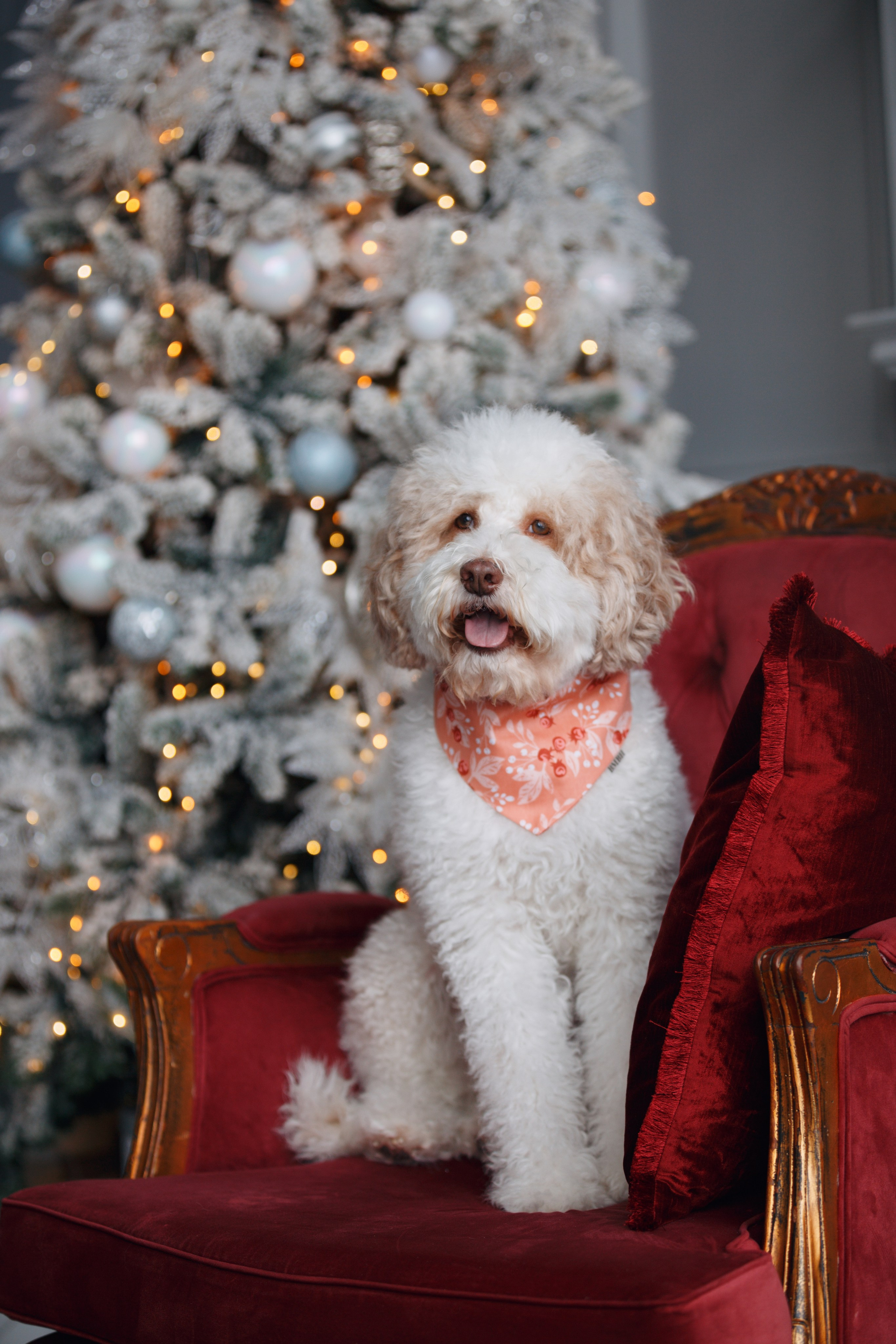 Bmbh лежанки и адресники. Фотограф анималист Кристина Карпова, Москва
