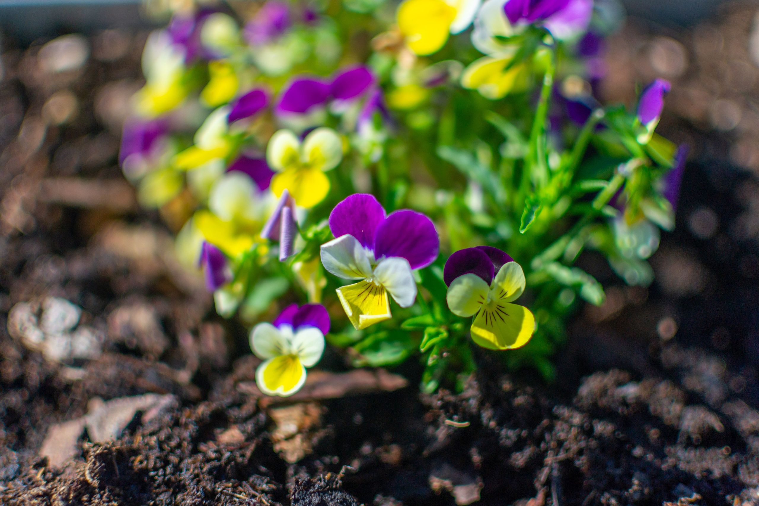 Тульская областная онкологическая больница (лето-цветы, NIKON D3100 35 мм F1,8)). Фотограф в Туле Крупский АнДРей. Фотостудия «КАДР71» в Туле