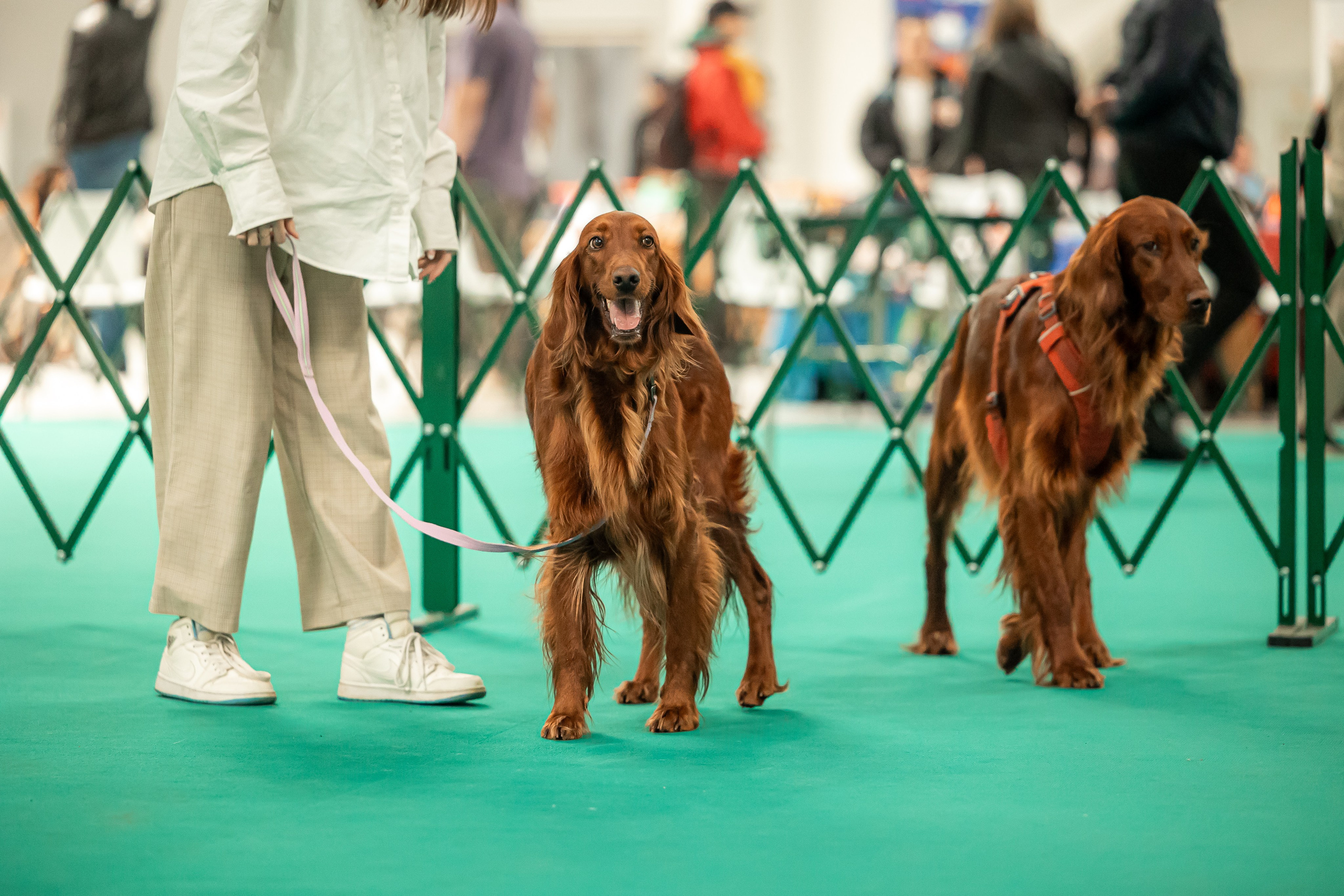 Выставка сеттеров 19.05.24