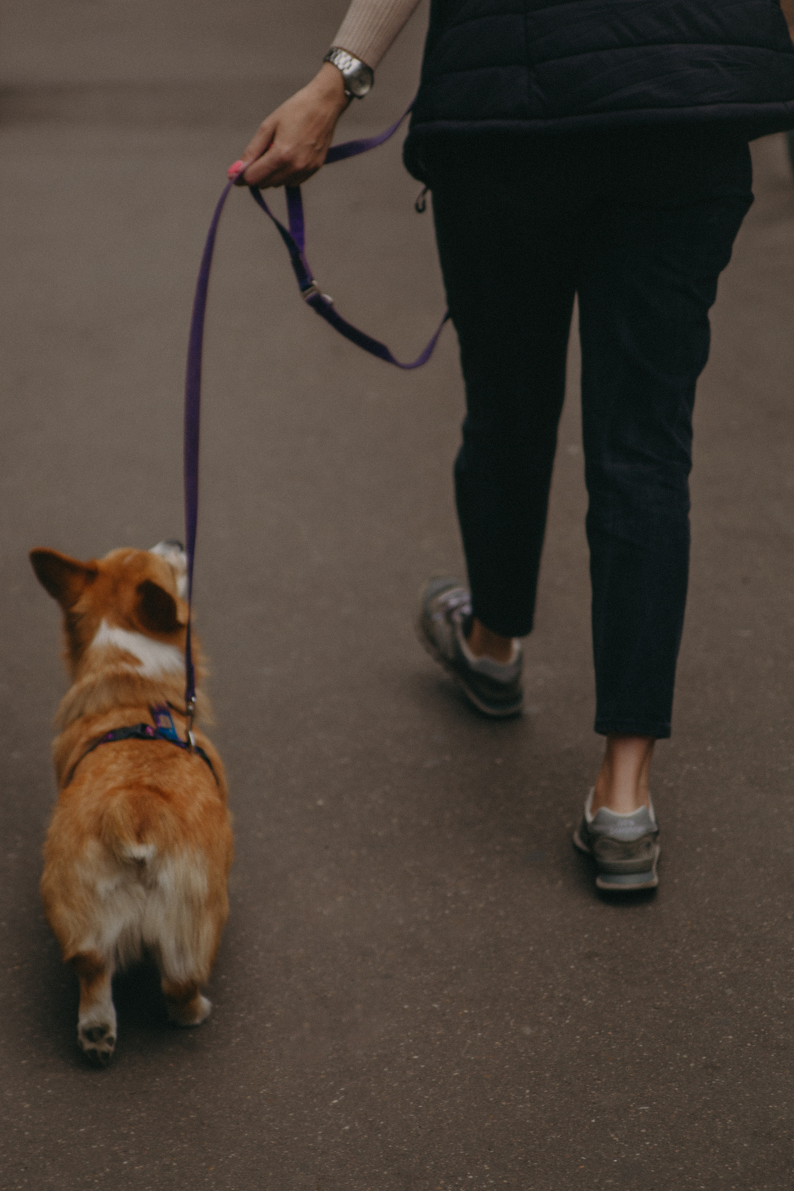 Dog story. Фотограф Москва • Уля Бузина💗