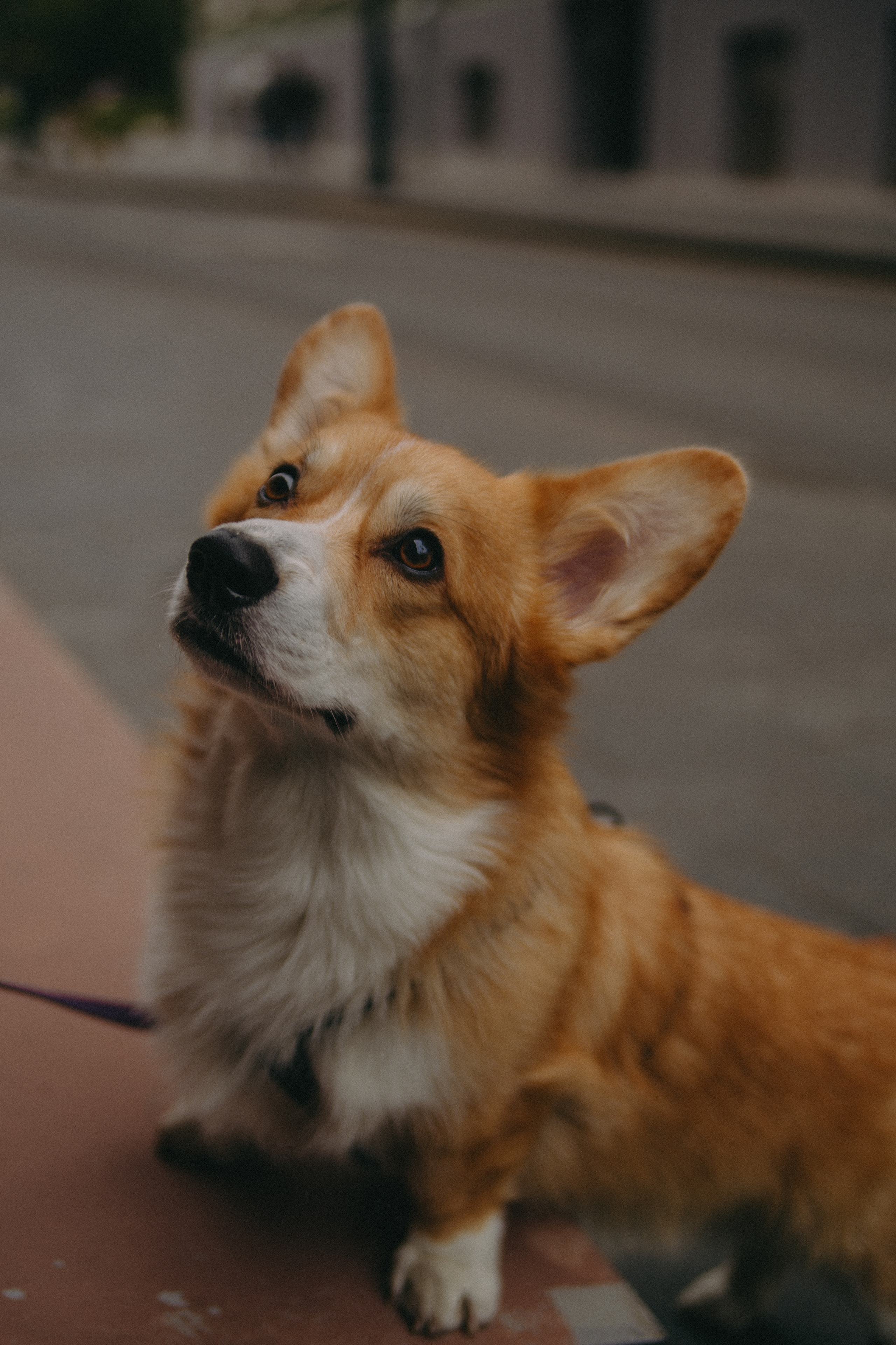 Алина и Купер. Фотограф Москва • Уля Бузина💗