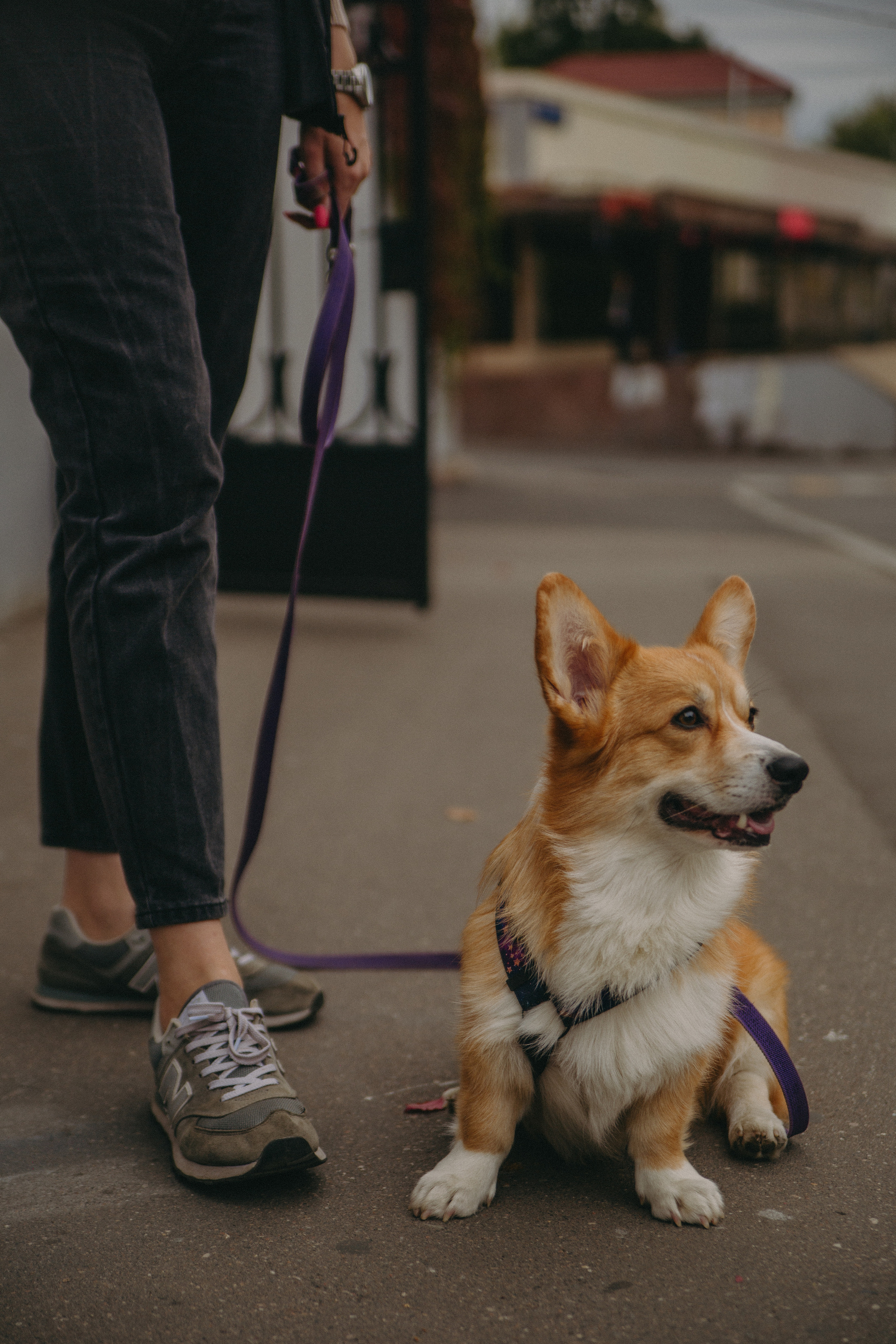 Dog story. Фотограф Москва • Уля Бузина💗