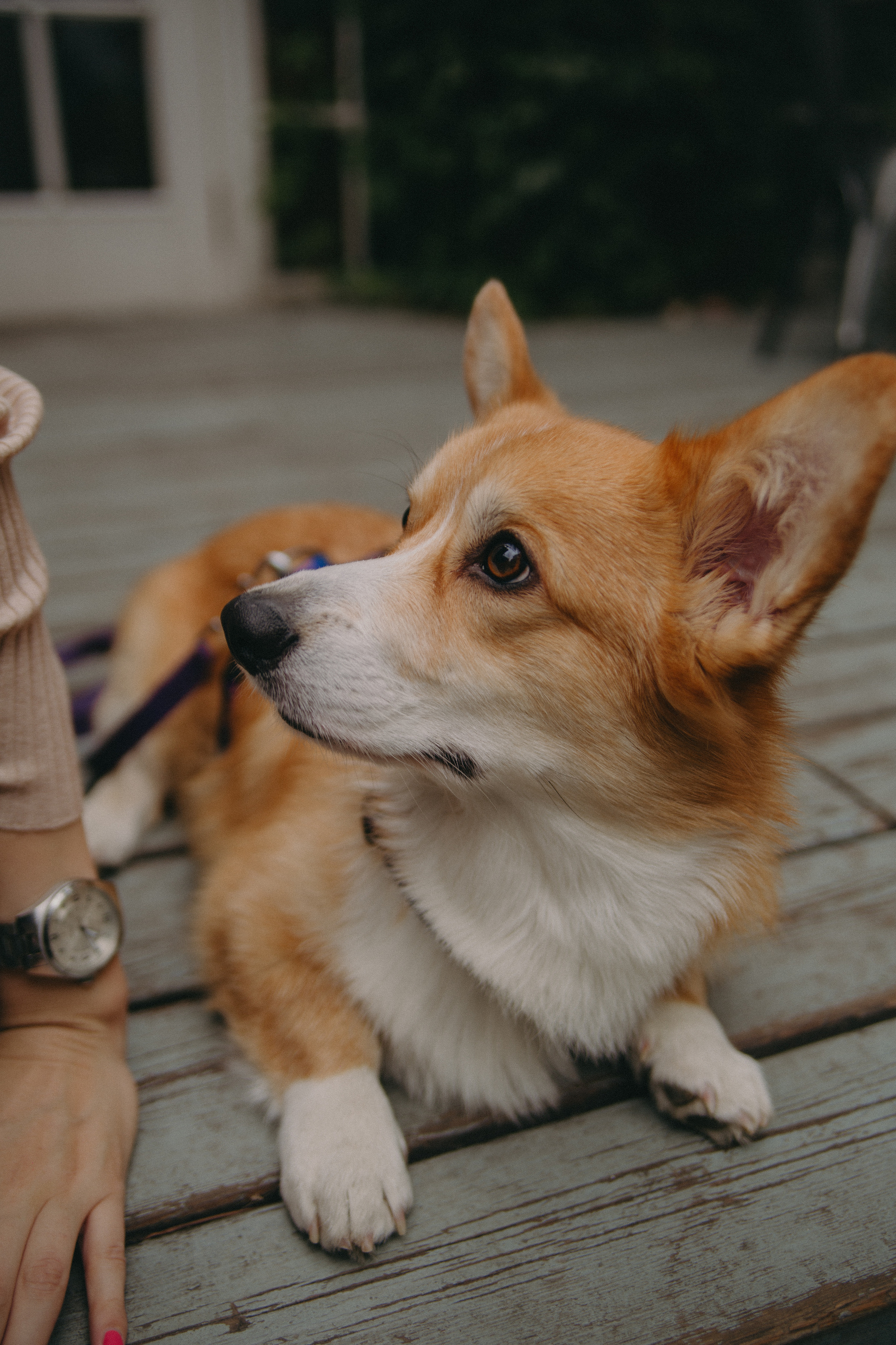 Алина и Купер. Фотограф Москва • Уля Бузина💗