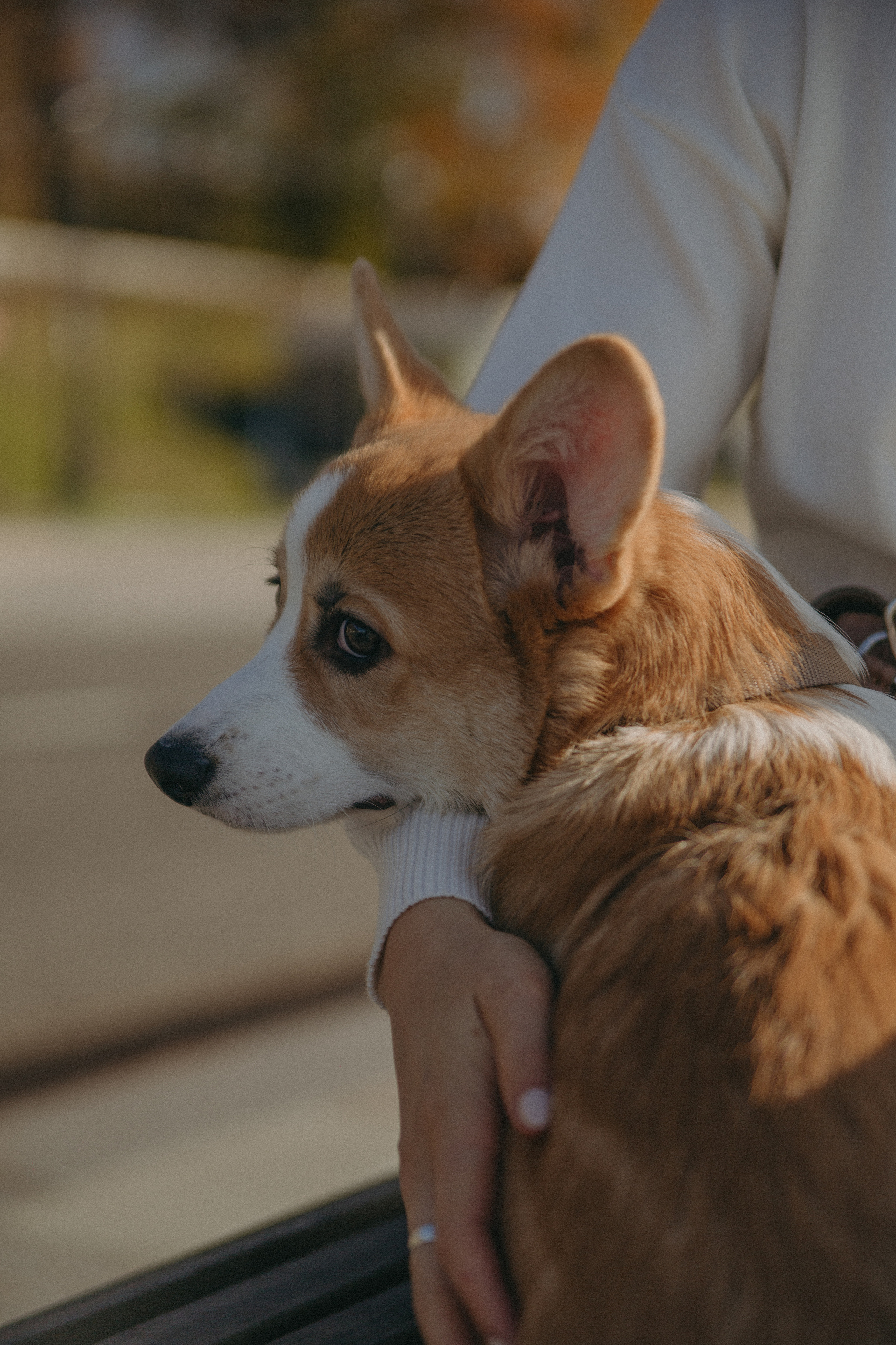 Dog story. Фотограф Москва • Уля Бузина💗