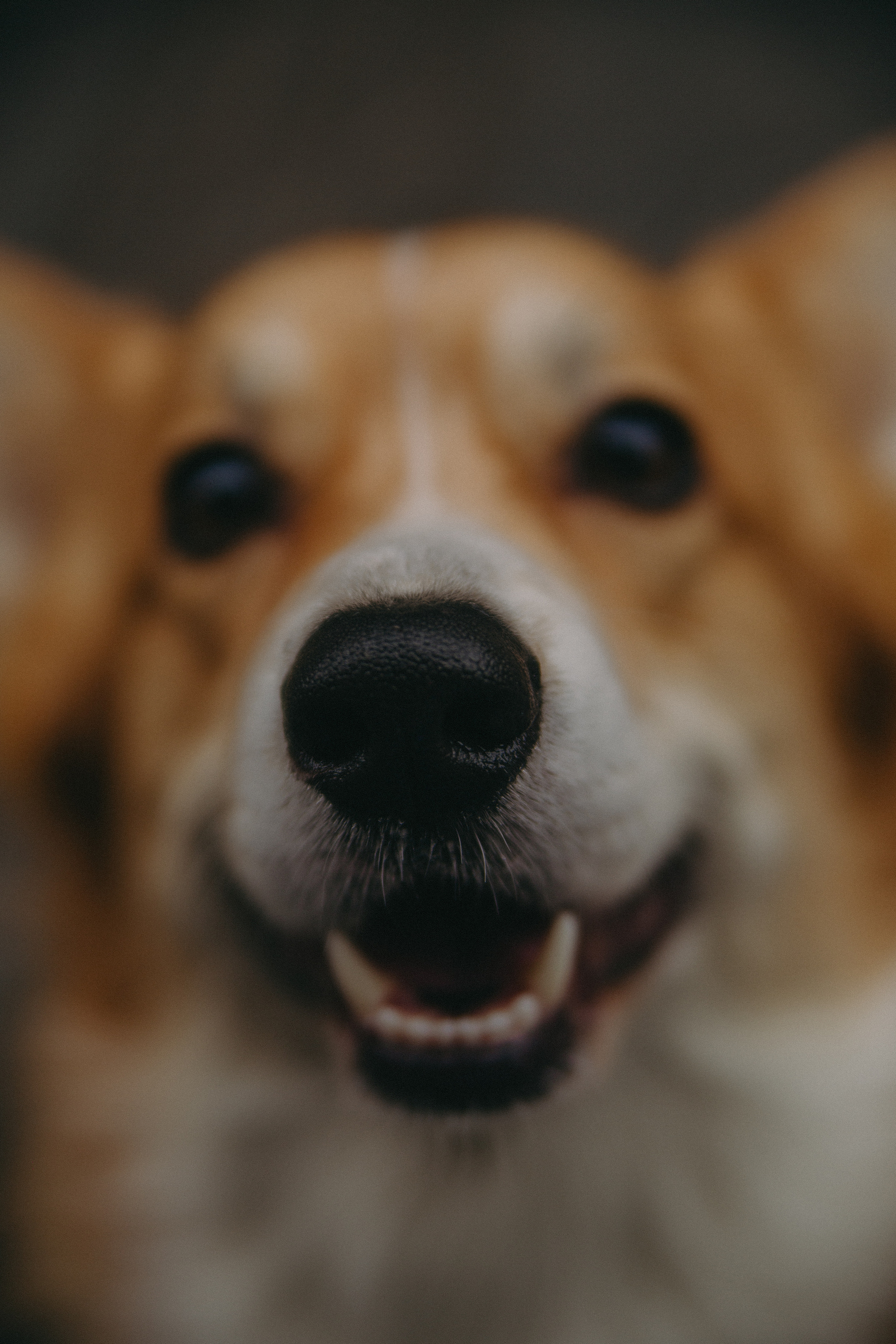 Dog story. Фотограф Москва • Уля Бузина💗