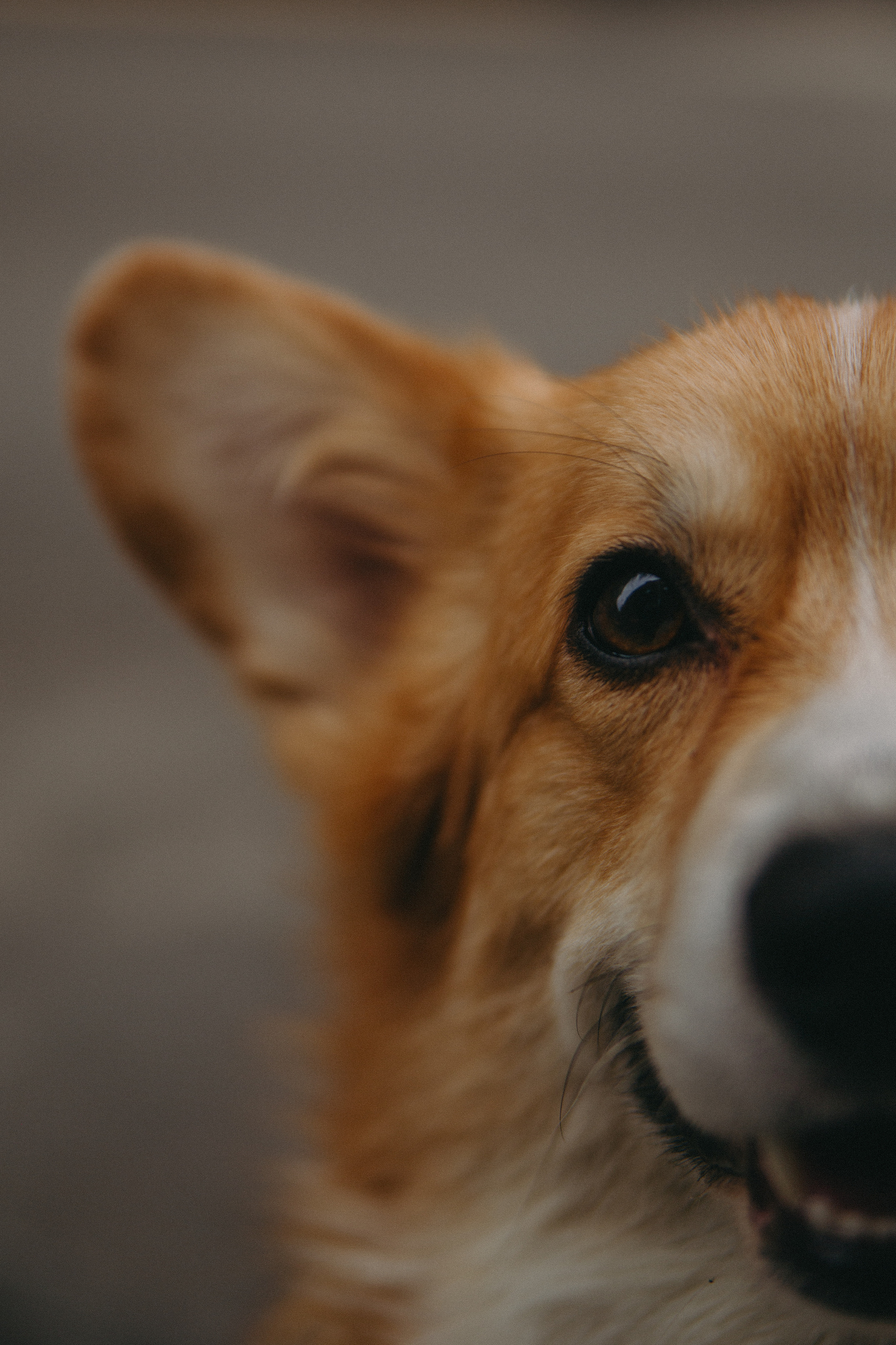 Dog story. Фотограф Москва • Уля Бузина💗