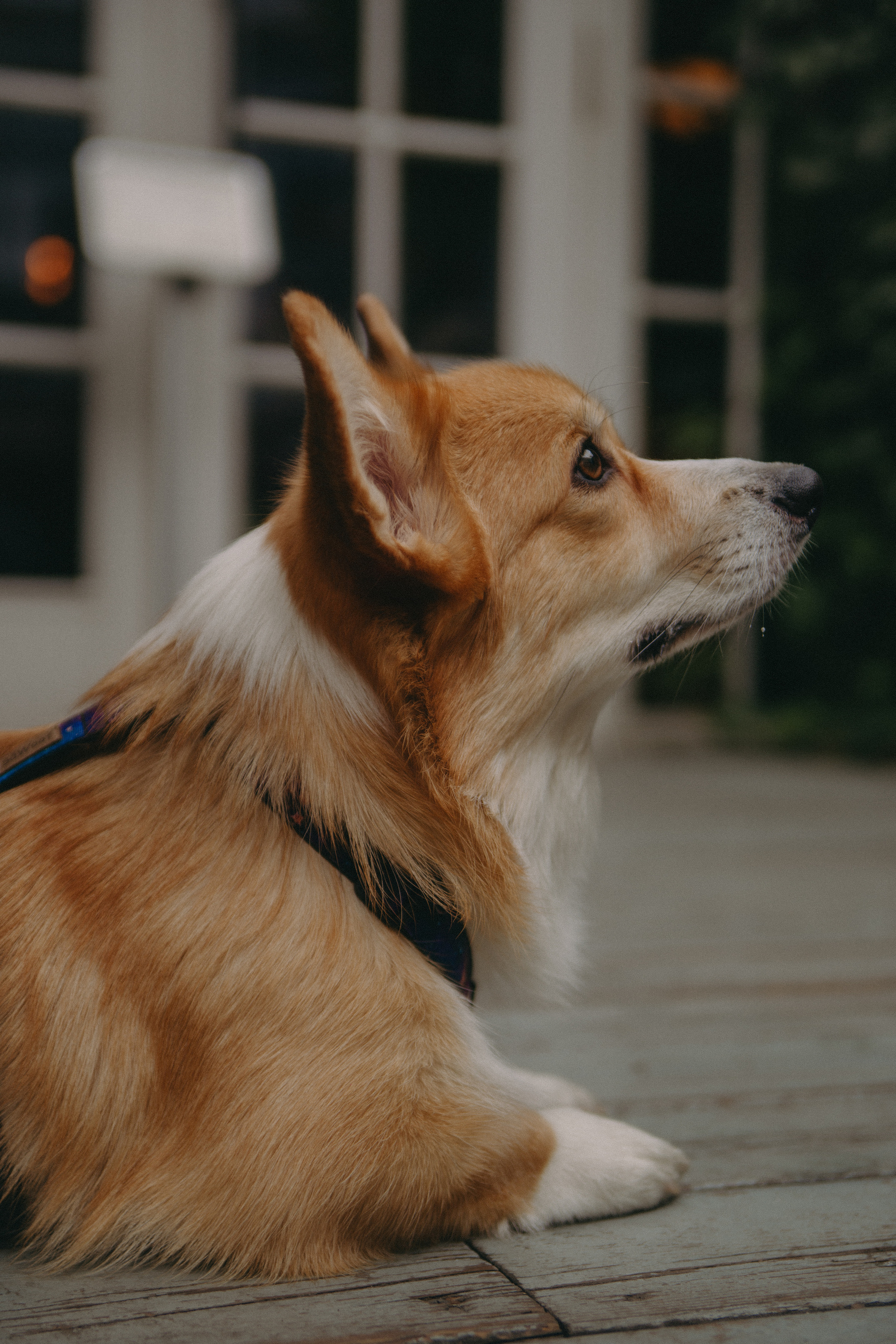 Dog story. Фотограф Москва • Уля Бузина💗