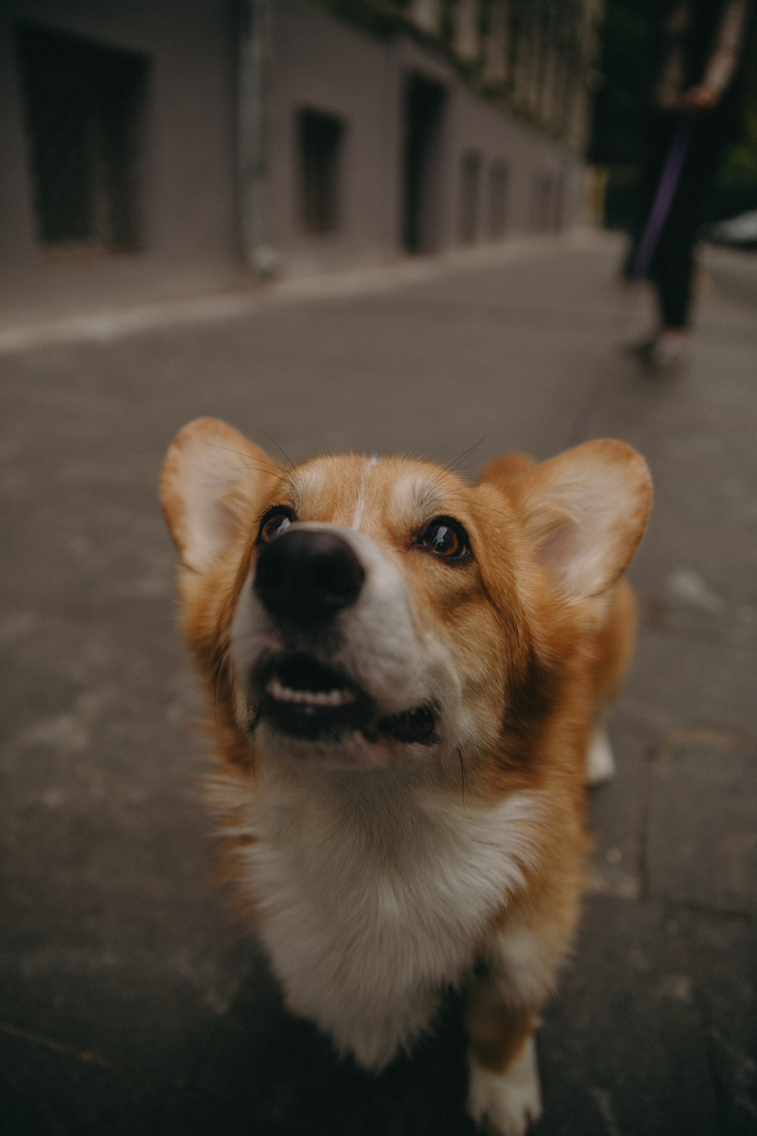 Dog story. Фотограф Москва • Уля Бузина💗