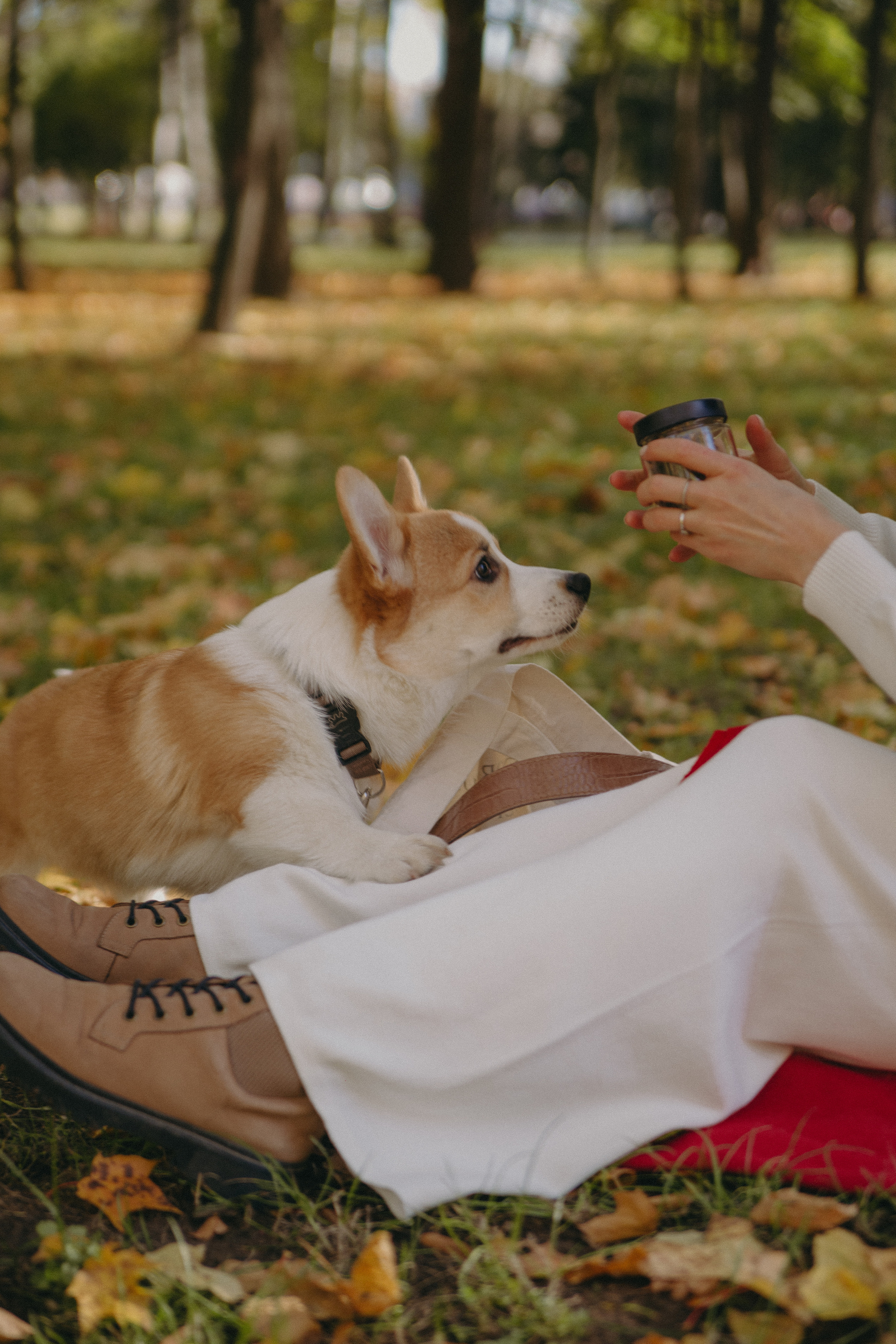 Dog story. Фотограф Москва • Уля Бузина💗