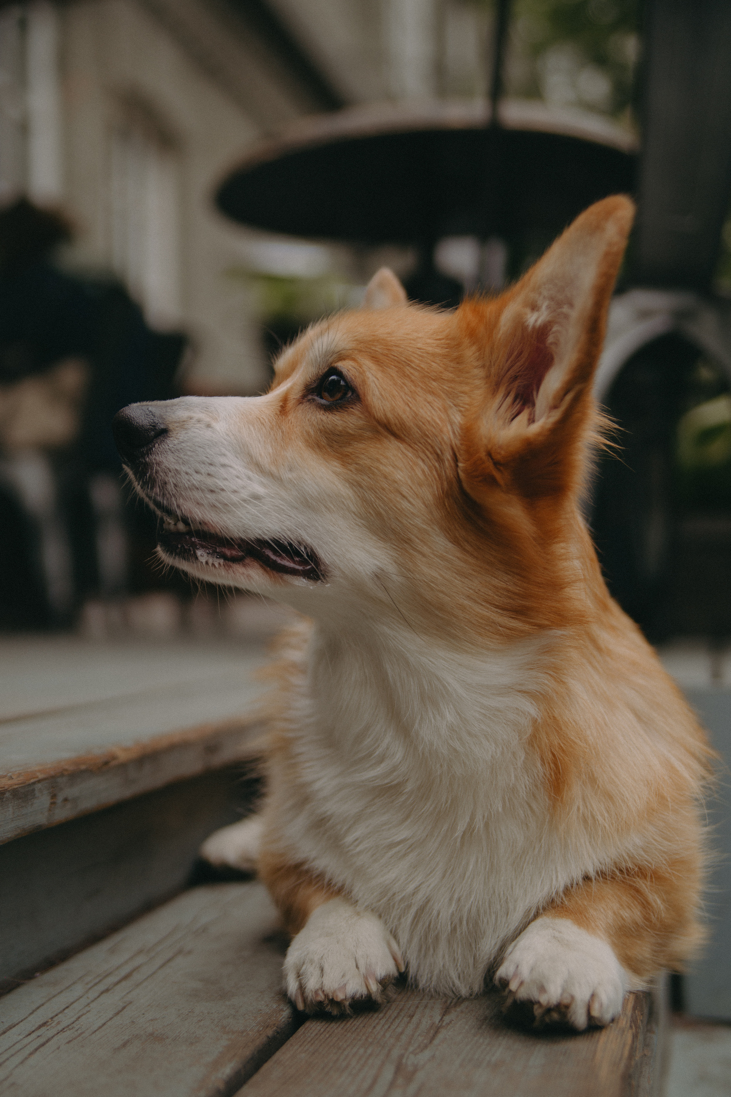 Алина и Купер. Фотограф Москва • Уля Бузина💗