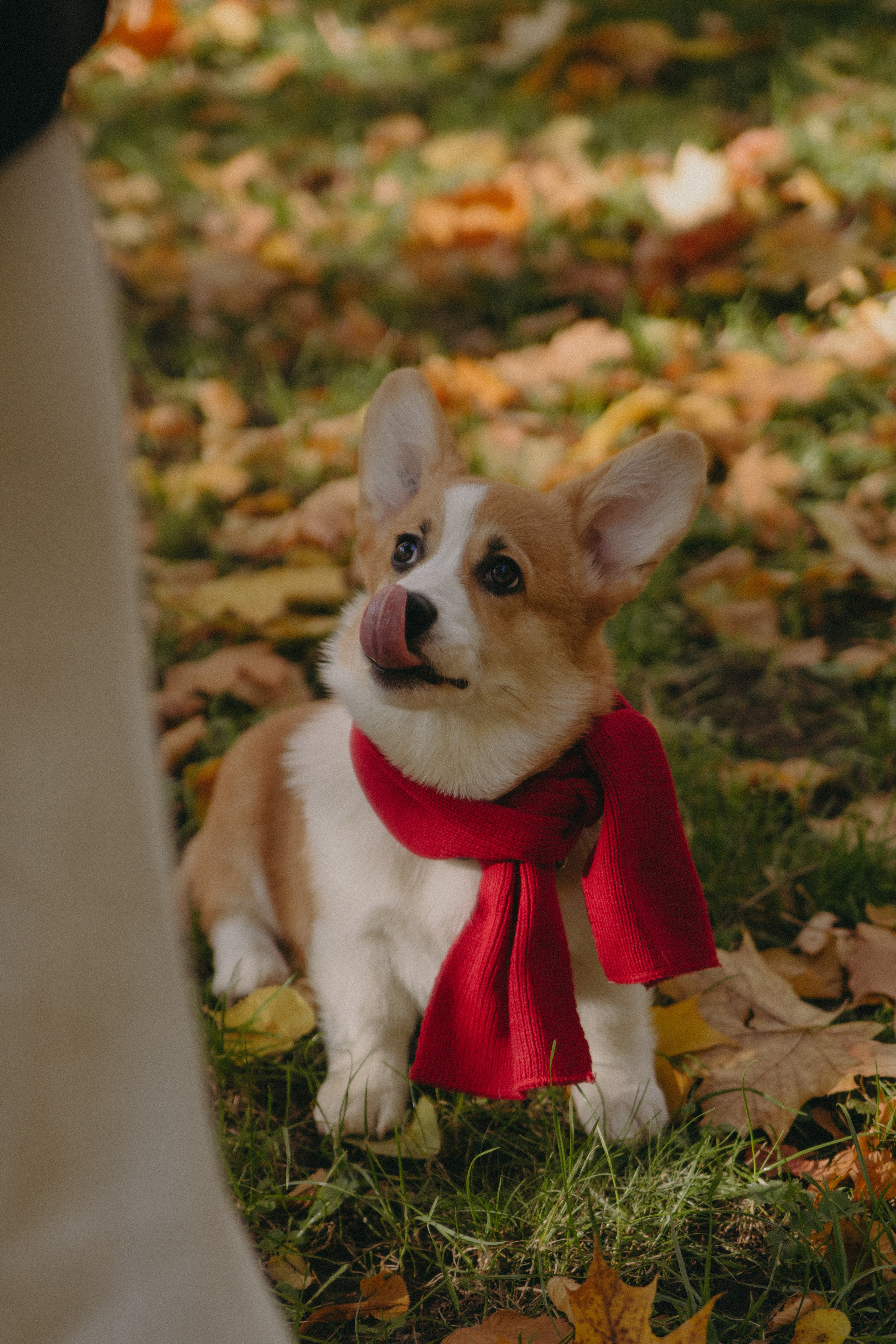 Кейт и Снорри. Фотограф Москва • Уля Бузина💗