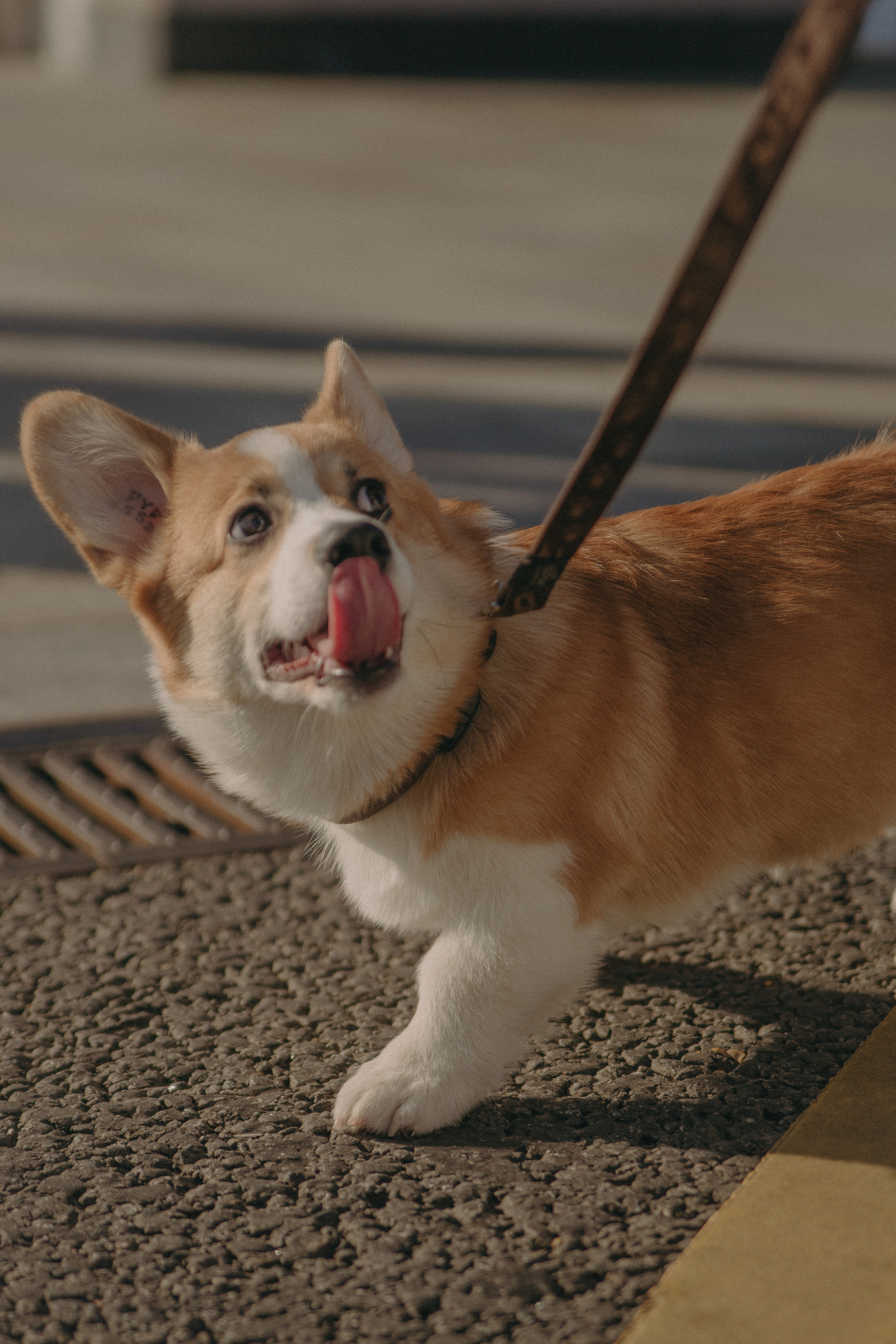 Кейт и Снорри. Фотограф Москва • Уля Бузина💗