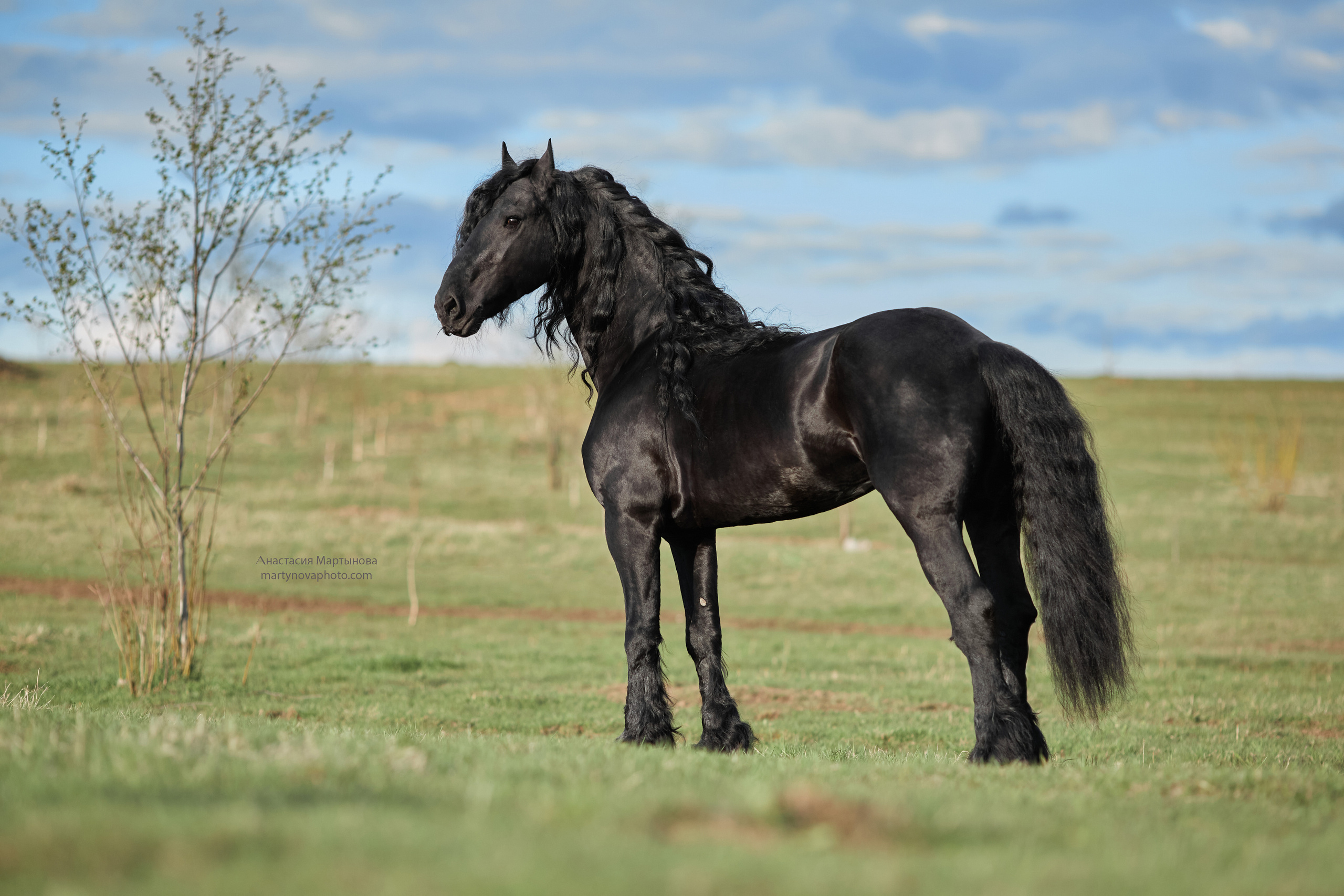 КСК «Королевские конюшни», МК Татьяны Немовой. Фотограф-анималист Мартынова Анастасия