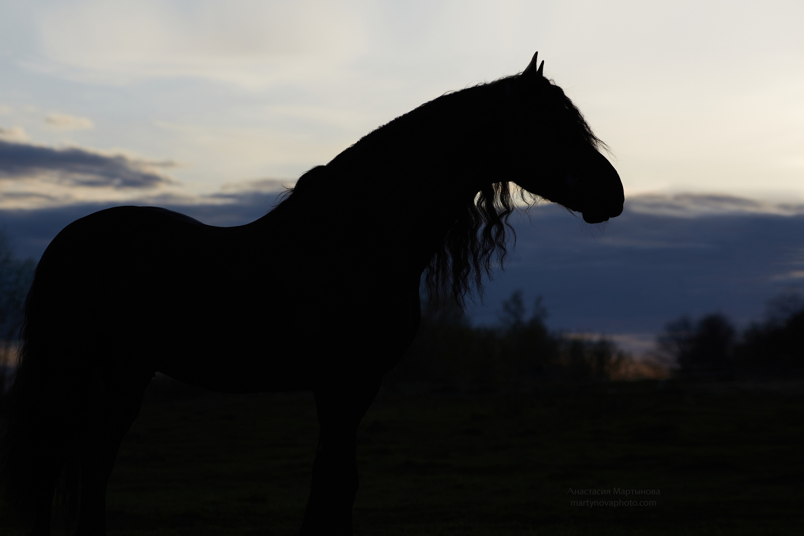 КСК «Королевские конюшни», МК Татьяны Немовой. Фотограф-анималист Мартынова Анастасия