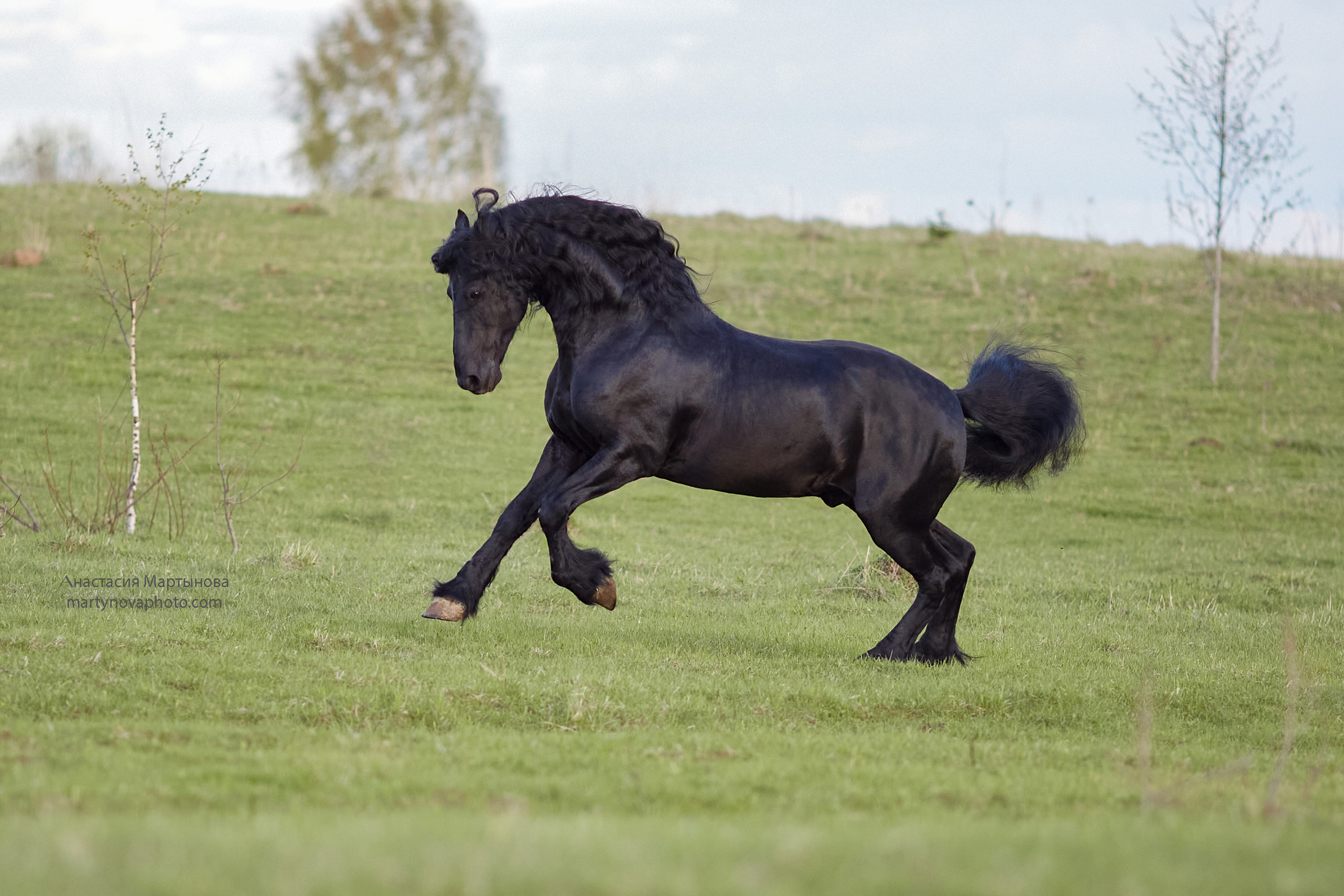 КСК «Королевские конюшни», МК Татьяны Немовой. Фотограф-анималист Мартынова Анастасия