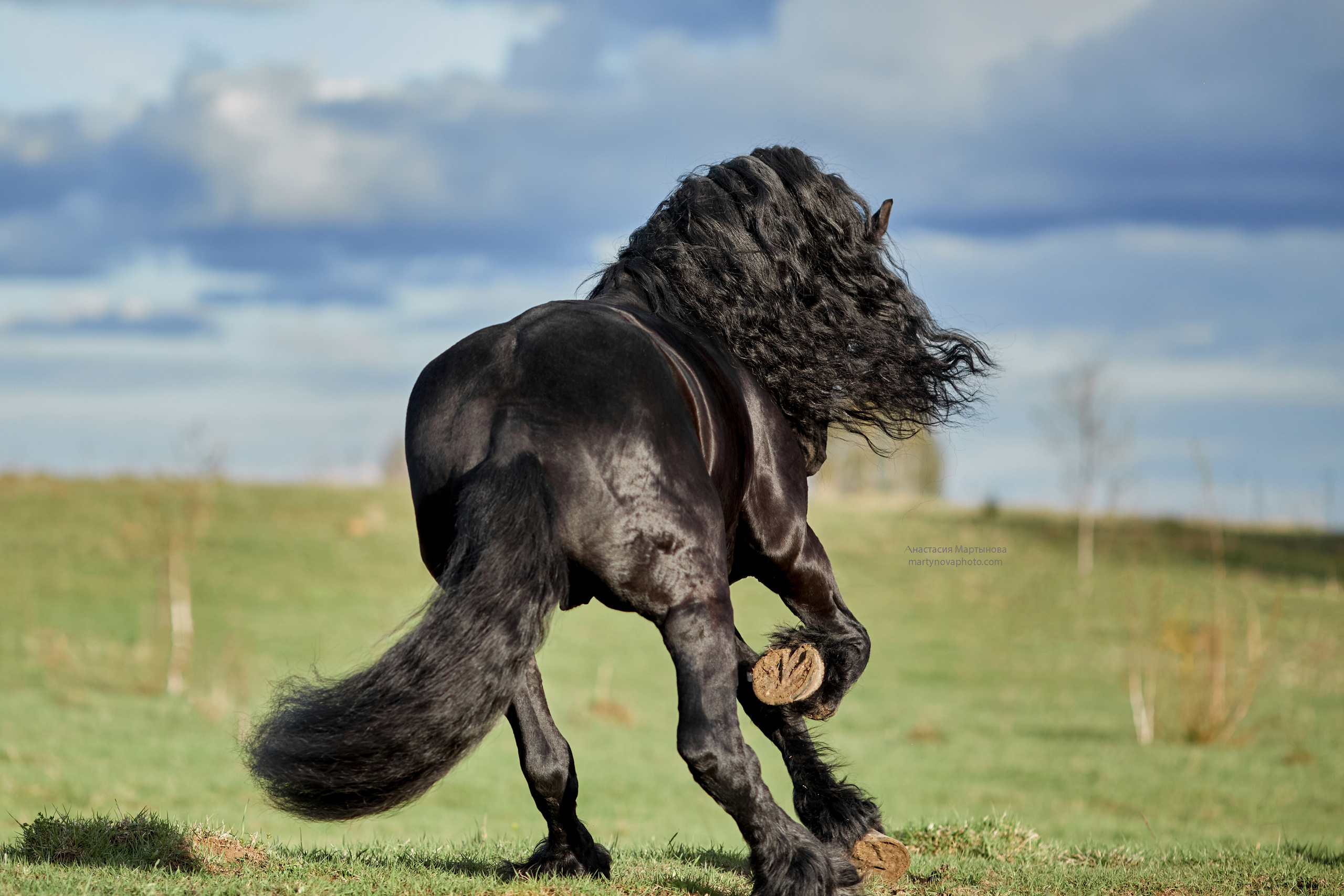 КСК «Королевские конюшни», МК Татьяны Немовой. Фотограф-анималист Мартынова Анастасия