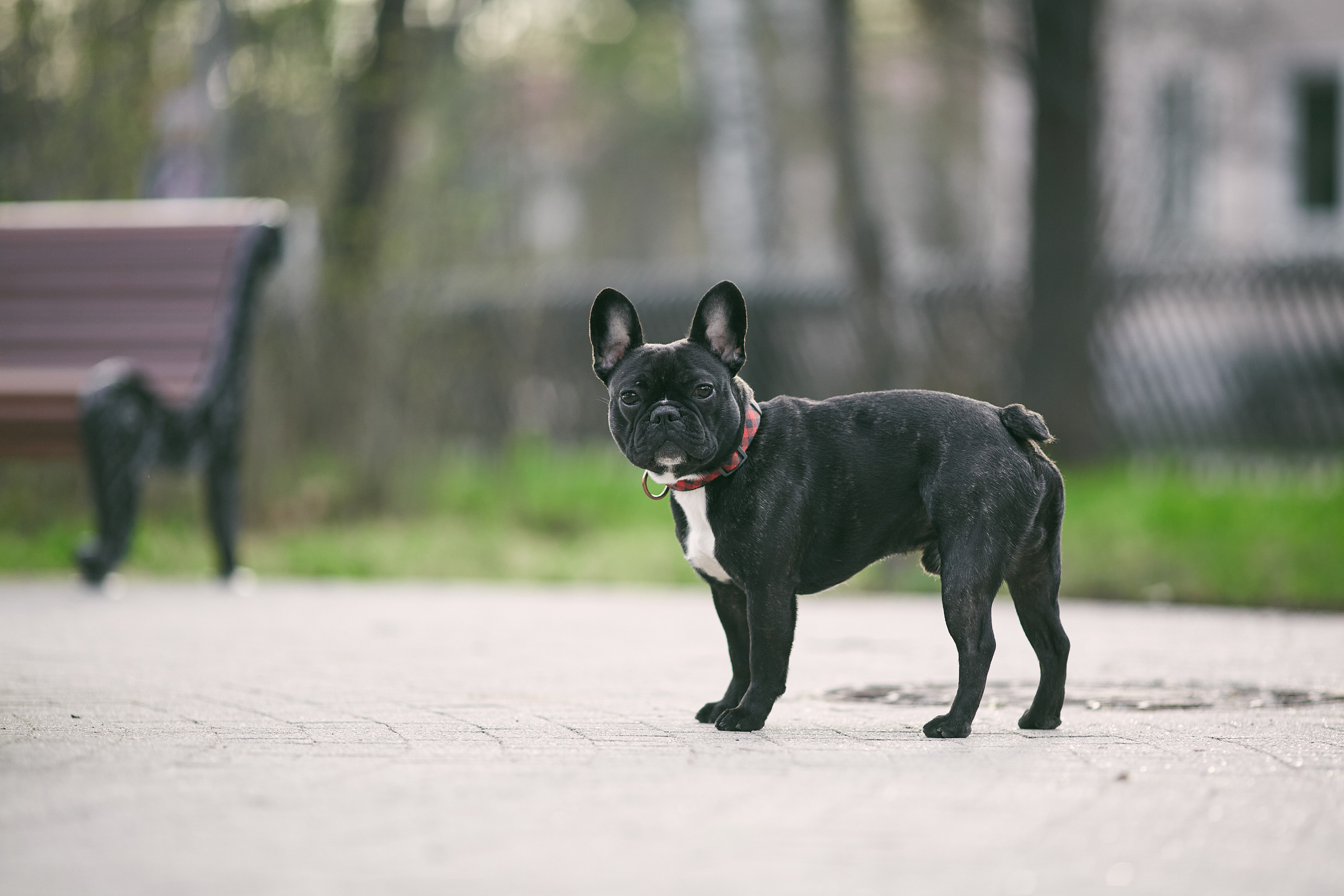 Ольга и Бёртон. Фотограф-анималист Мартынова Анастасия