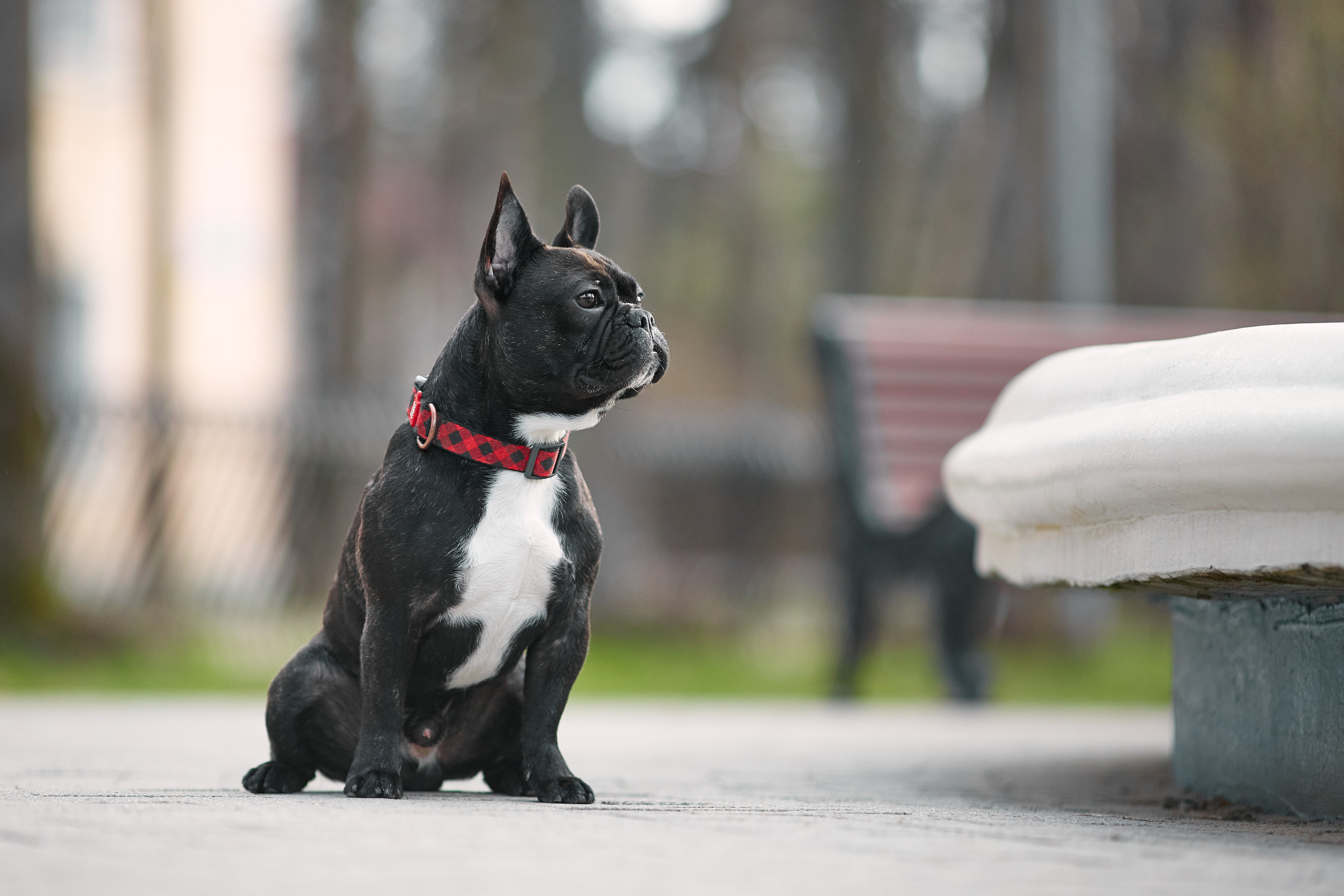 Ольга и Бёртон. Фотограф-анималист Мартынова Анастасия