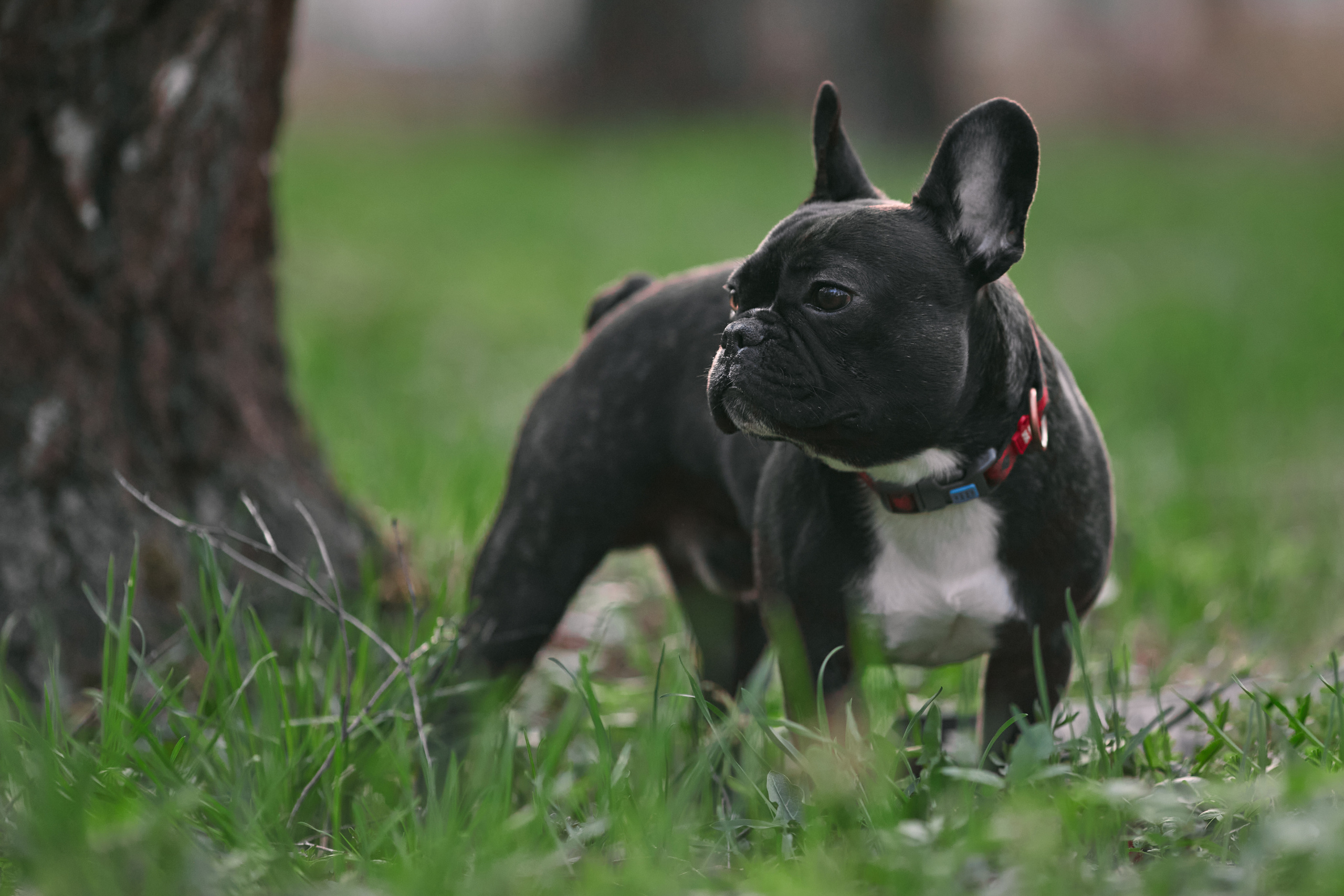 Ольга и Бёртон. Фотограф-анималист Мартынова Анастасия