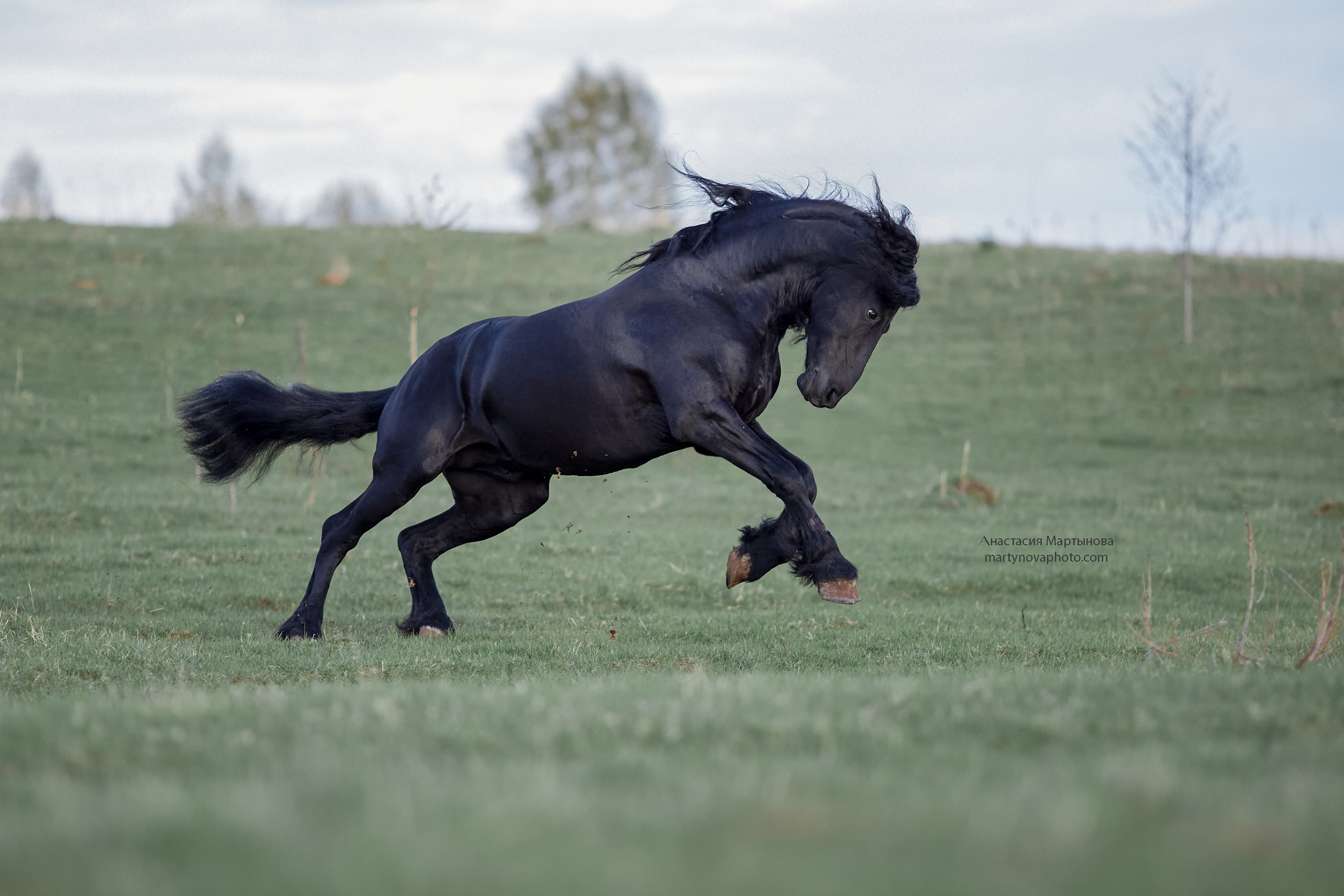 КСК «Королевские конюшни», МК Татьяны Немовой. Фотограф-анималист Мартынова Анастасия
