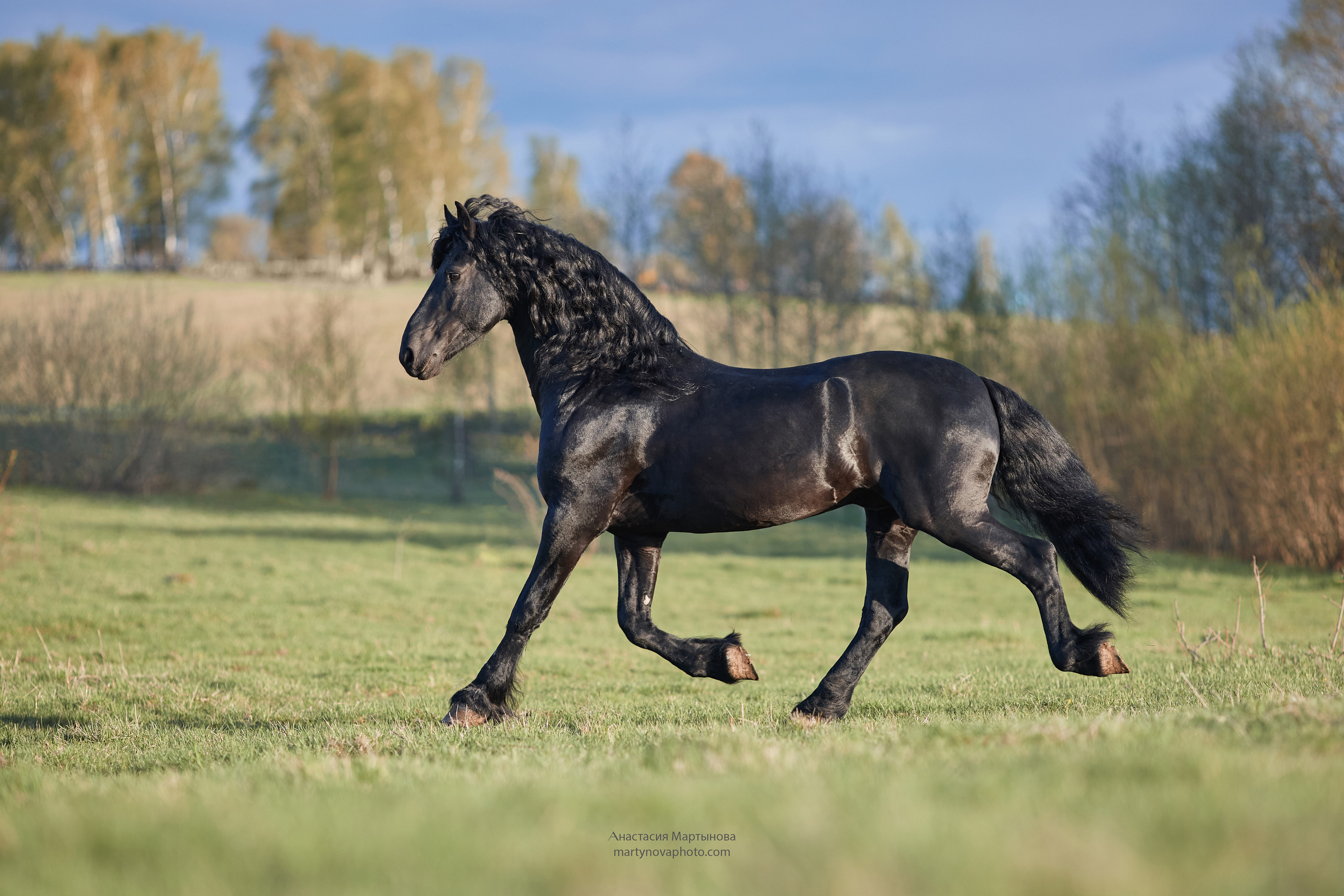КСК «Королевские конюшни», МК Татьяны Немовой. Фотограф-анималист Мартынова Анастасия