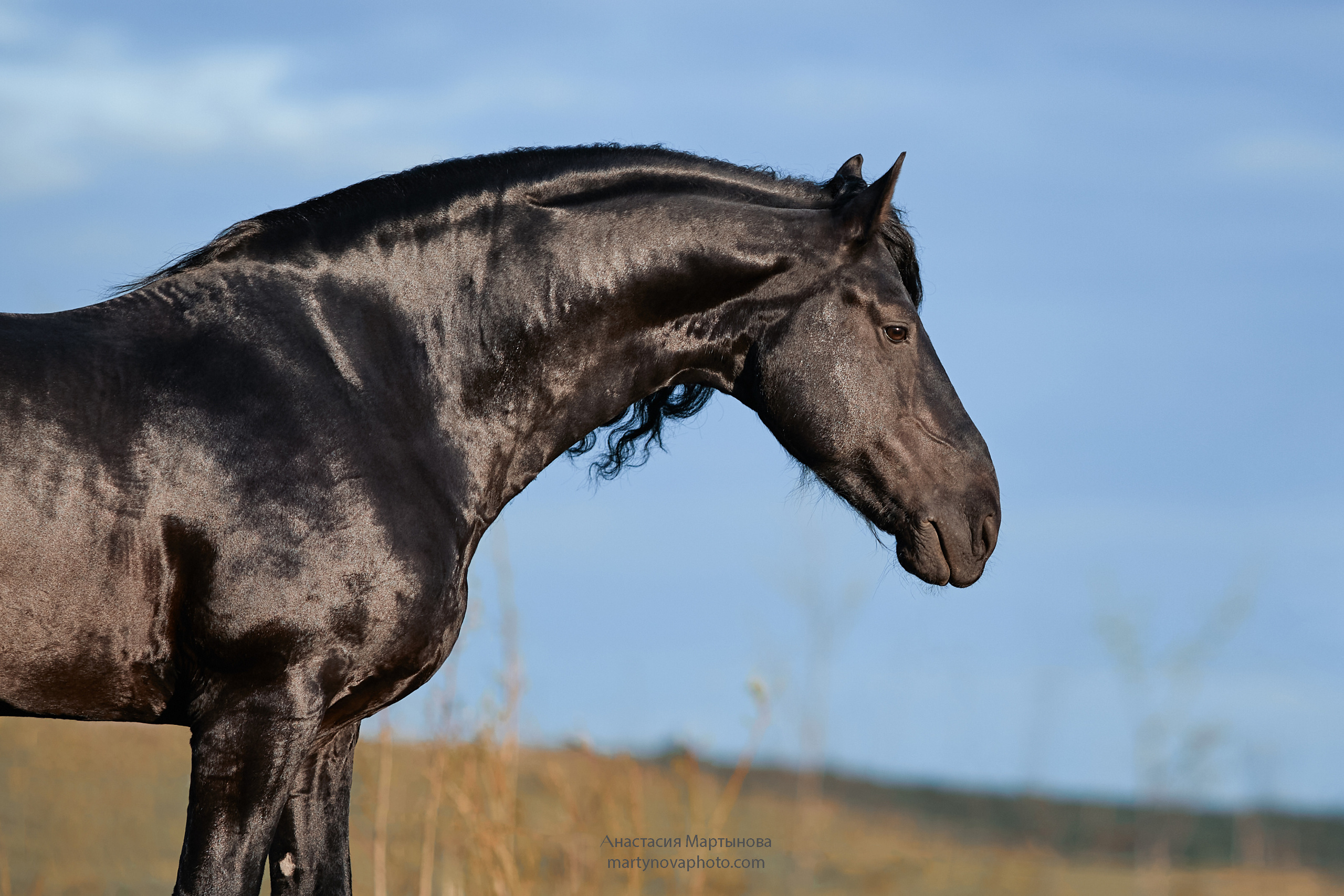 КСК «Королевские конюшни», МК Татьяны Немовой. Фотограф-анималист Мартынова Анастасия
