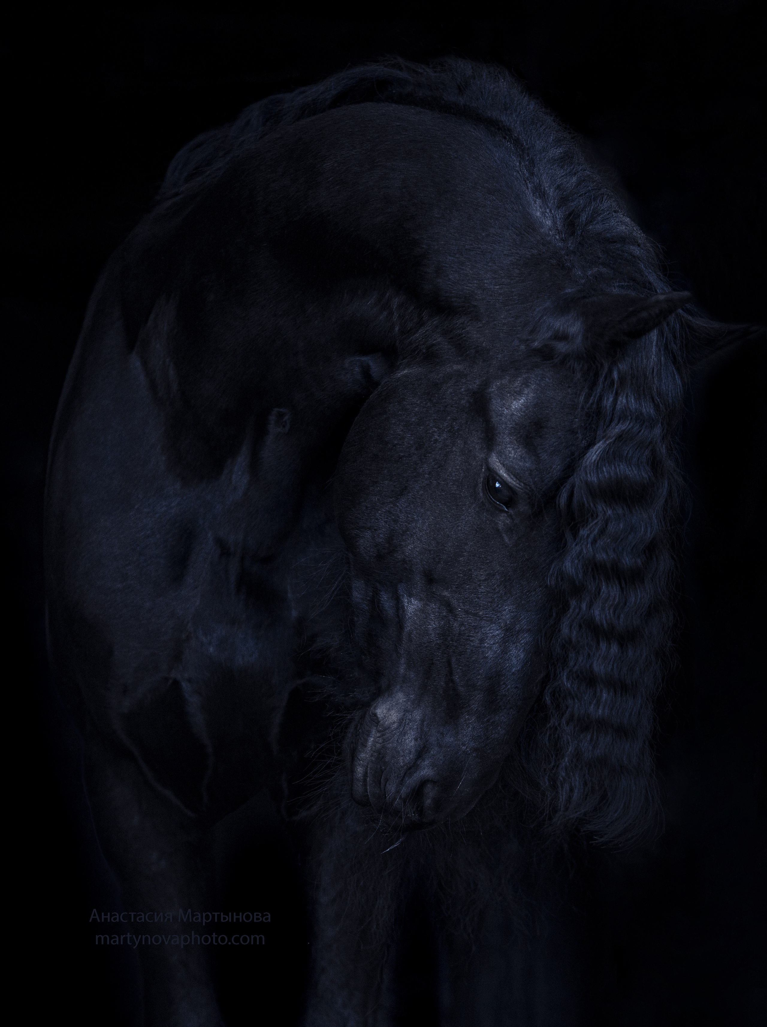 Фотограф-анималист Мартынова Анастасия