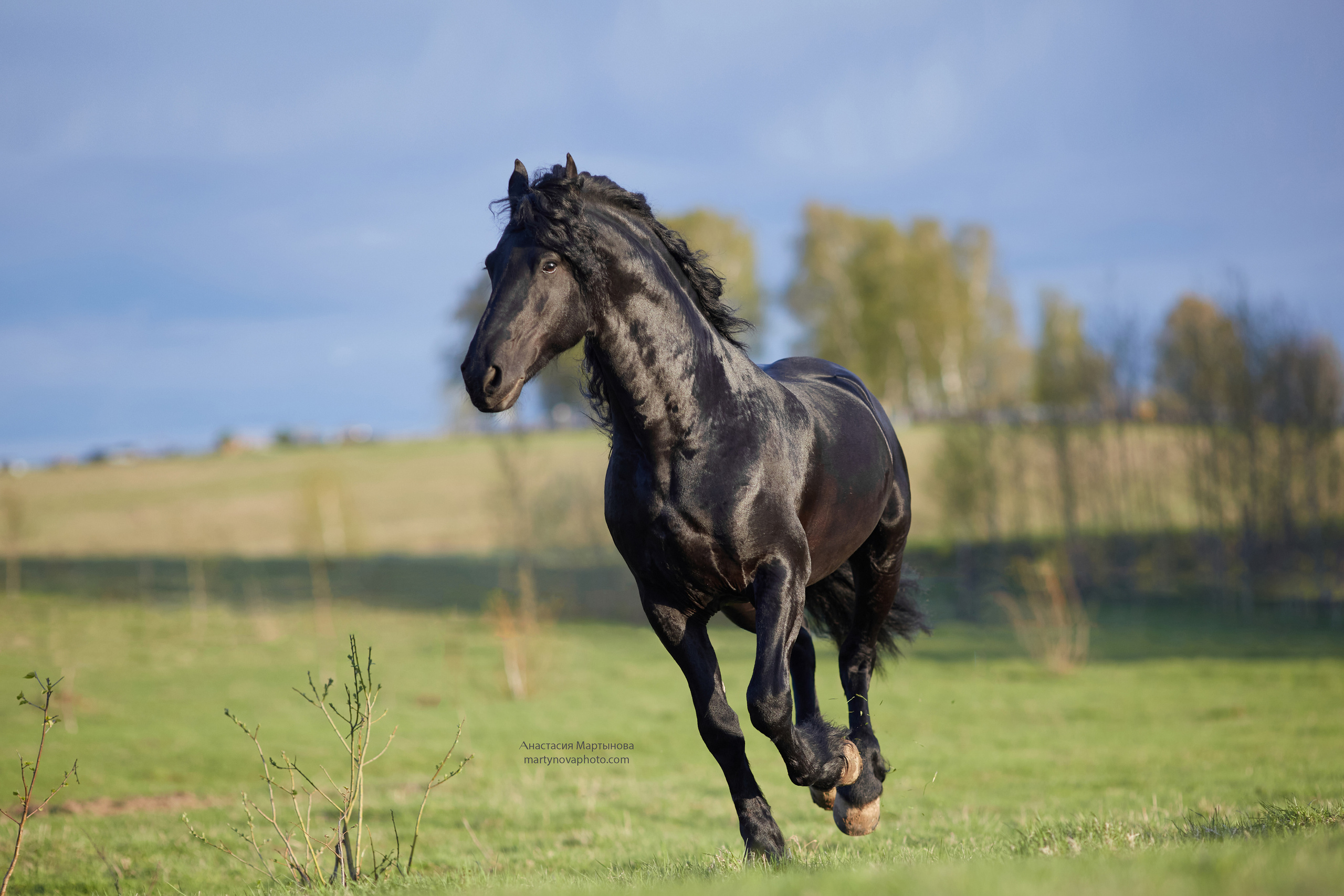 КСК «Королевские конюшни», МК Татьяны Немовой. Фотограф-анималист Мартынова Анастасия