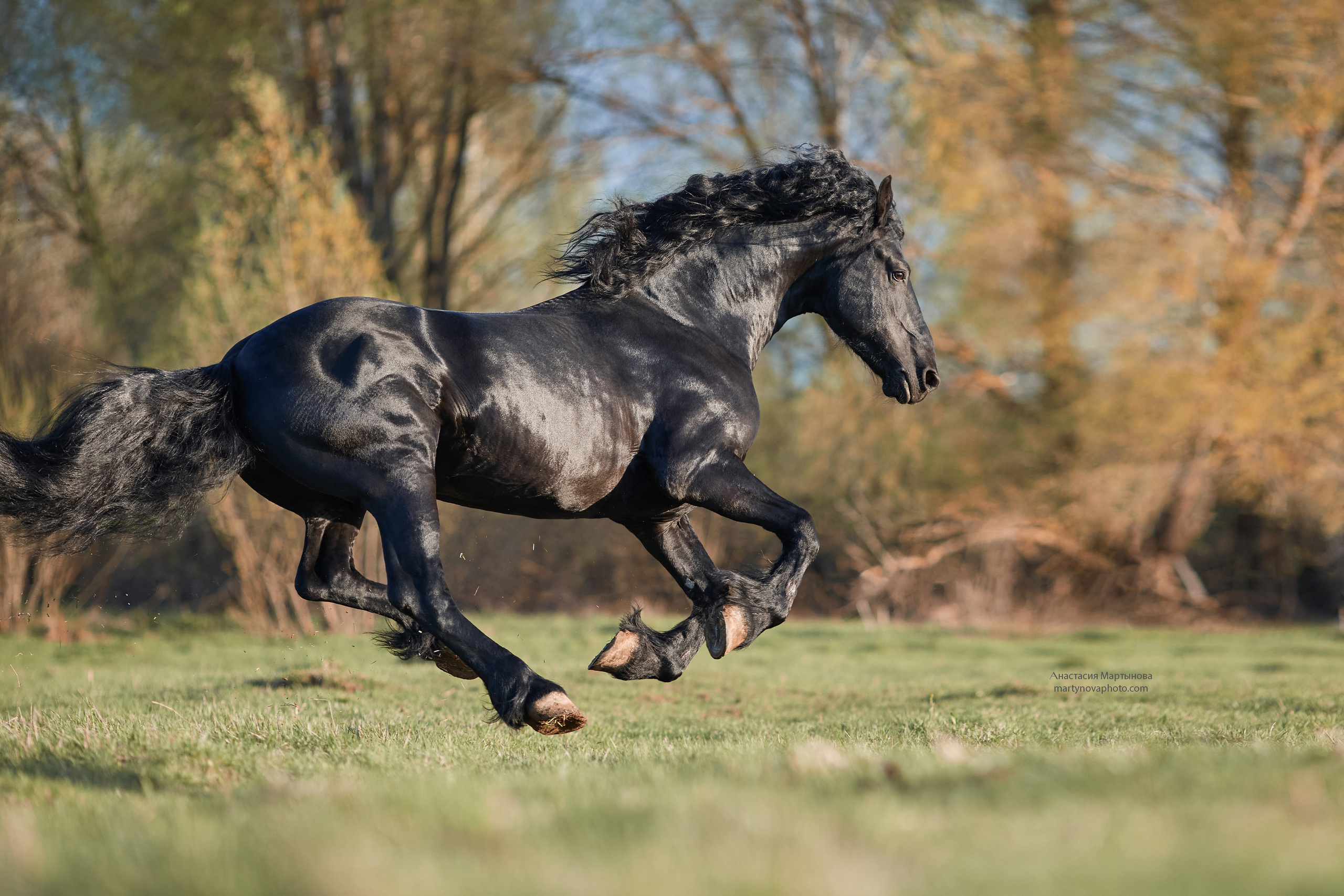 КСК «Королевские конюшни», МК Татьяны Немовой. Фотограф-анималист Мартынова Анастасия
