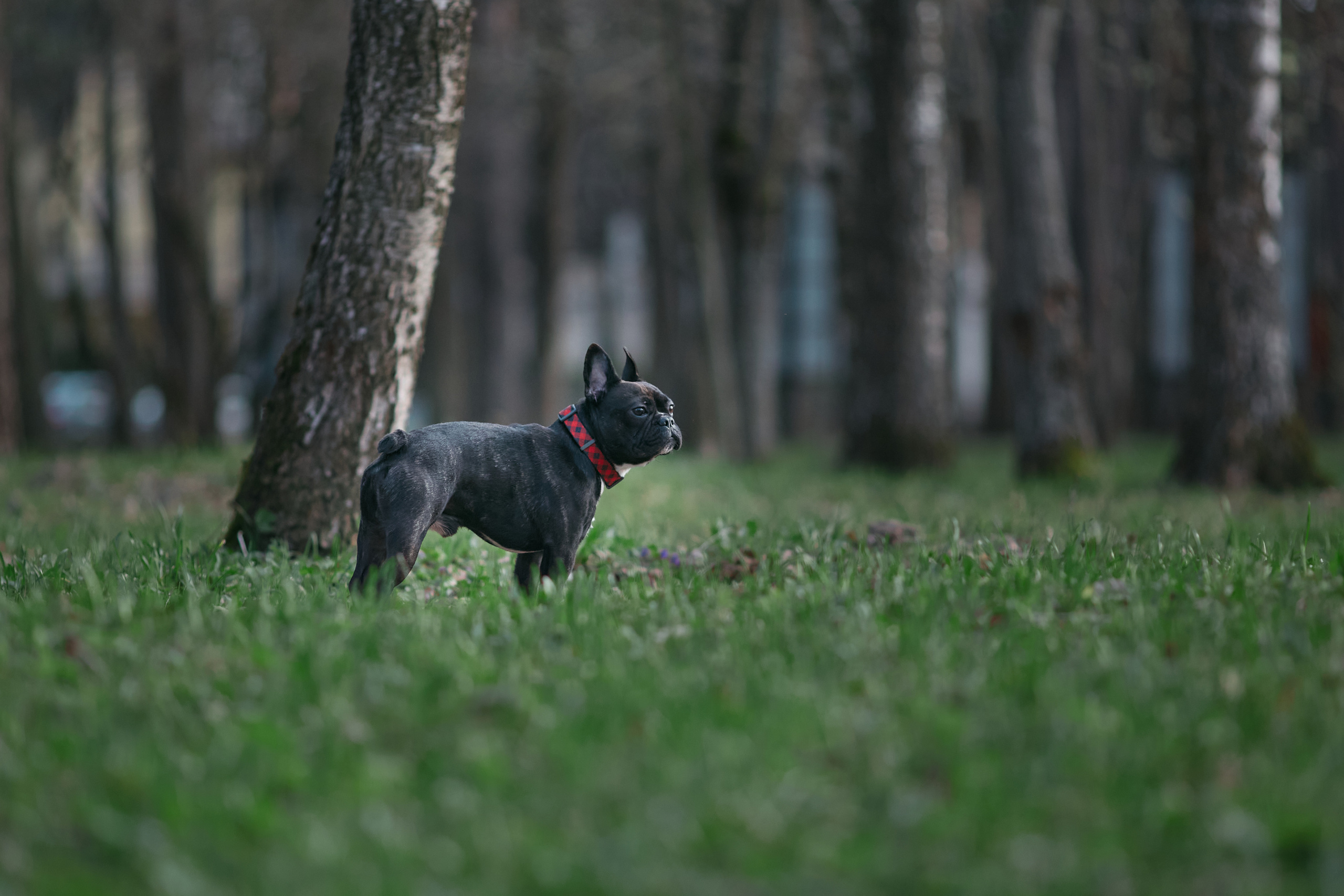 Ольга и Бёртон. Фотограф-анималист Мартынова Анастасия