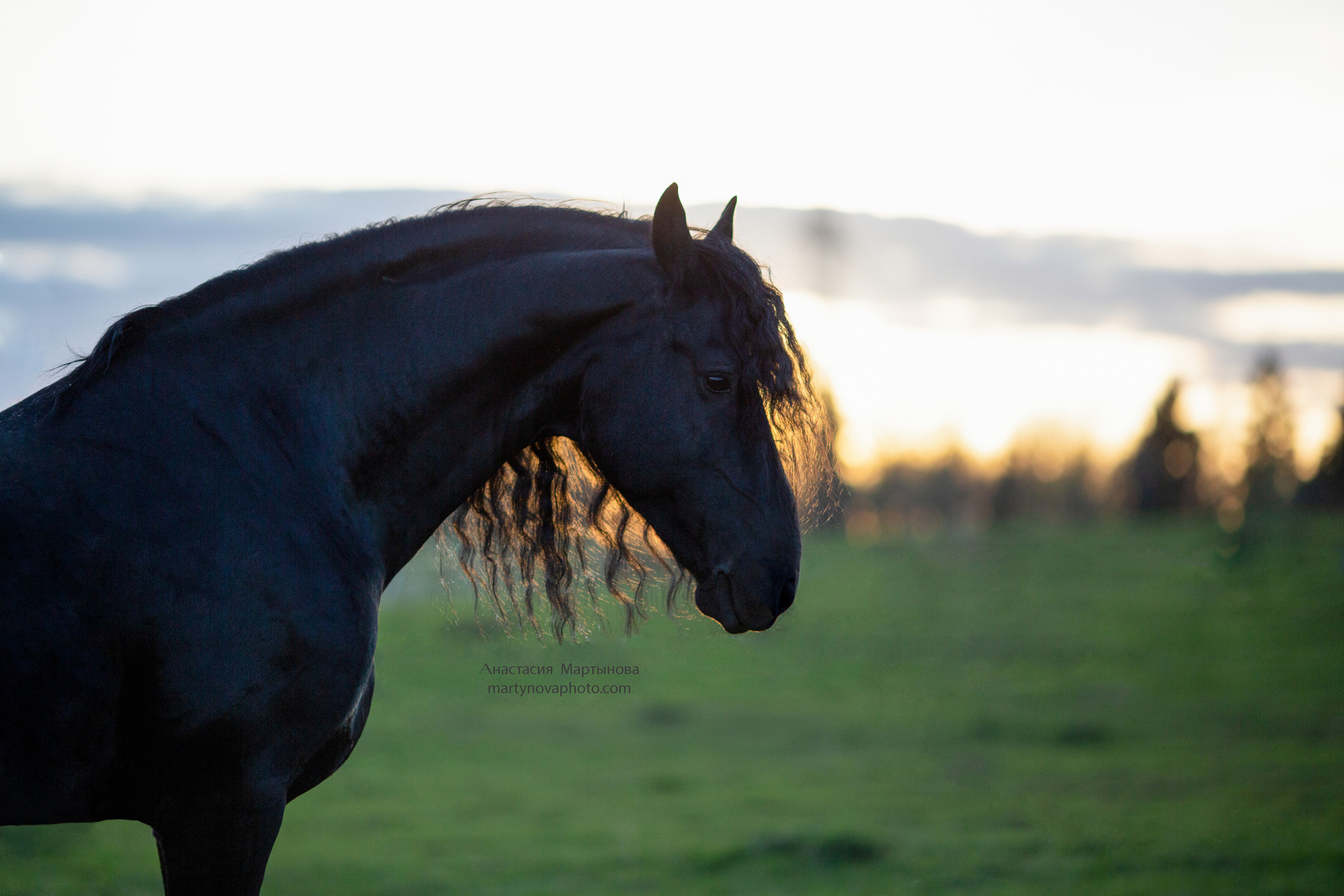 КСК «Королевские конюшни», МК Татьяны Немовой. Фотограф-анималист Мартынова Анастасия