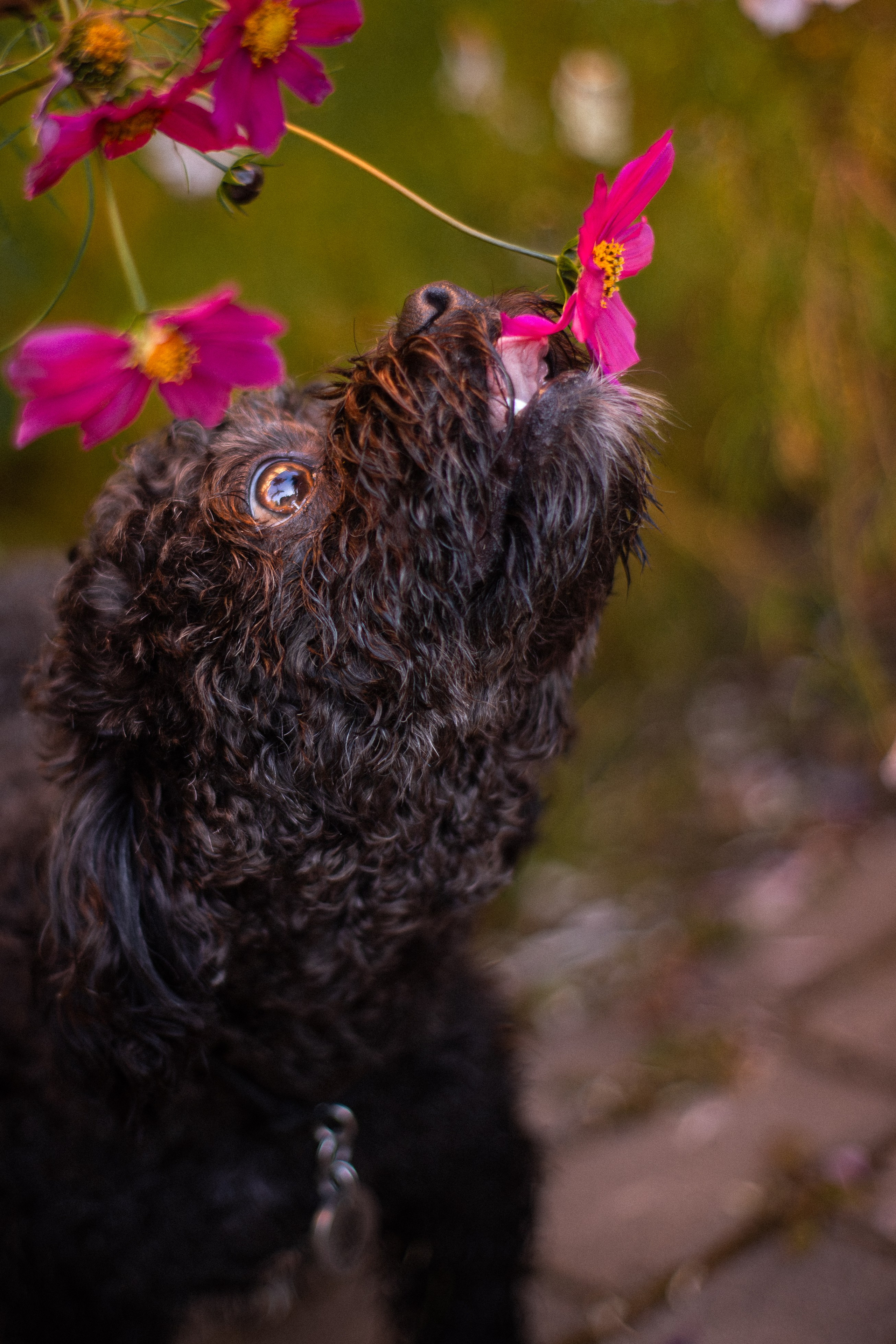 Анна и Бруно. Фотограф-анималист Мария Баркевич | Москва
