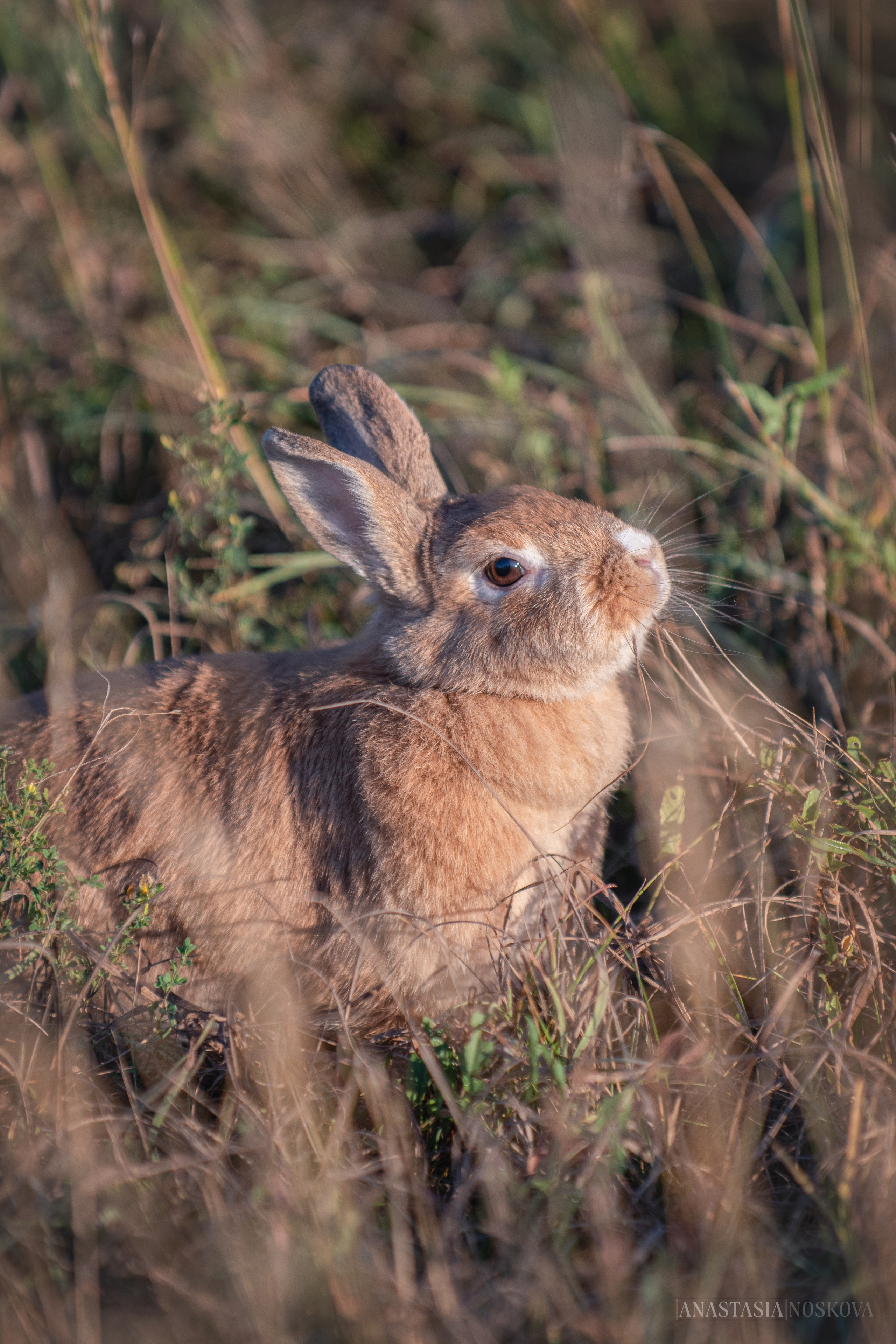 Елена и Персик