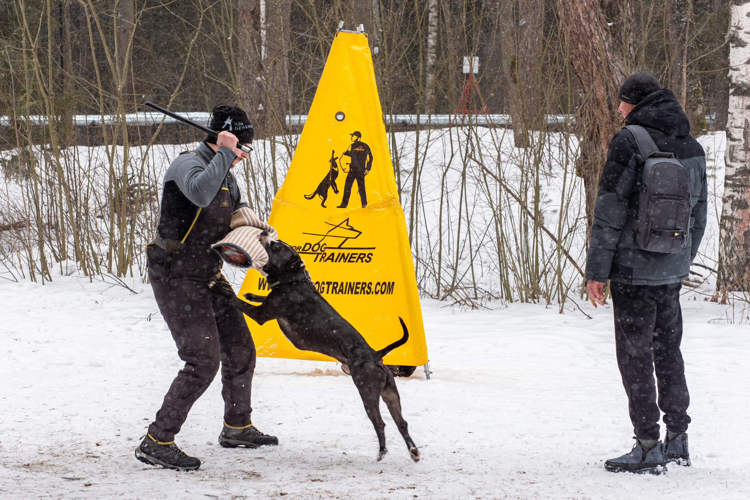 Фотосъёмка с собаками в Кинологическом лагере. Фотограф Макс Огурцов в Нижнем Новгороде